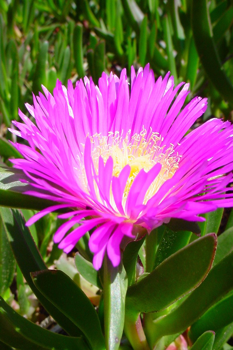 Wildblume Costa Brava