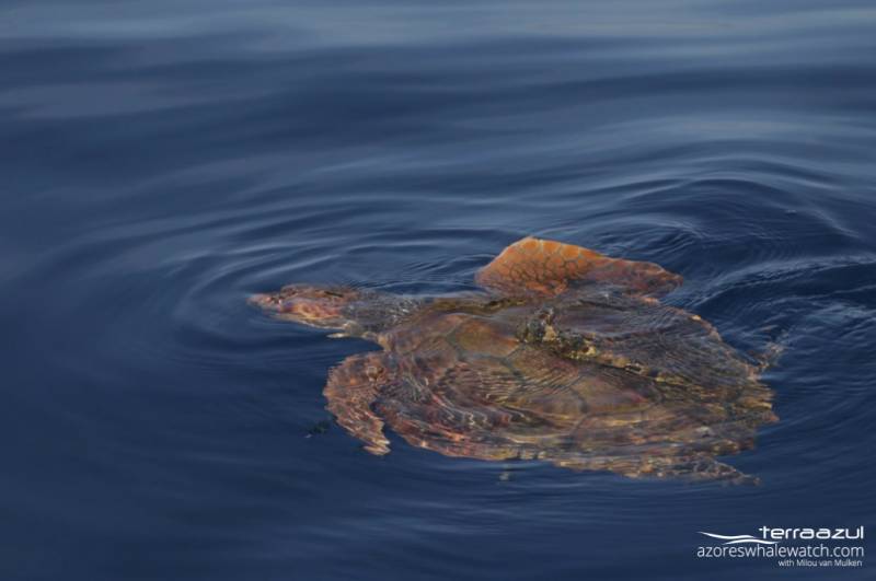 ​Terra Azul_Schildkröte  im Wasser