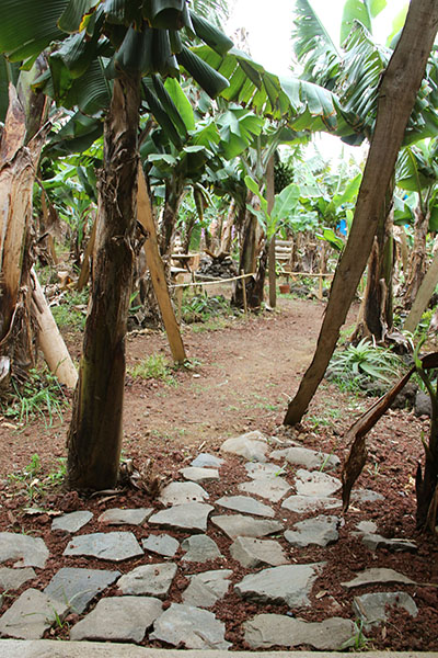 Banana Eco Camp