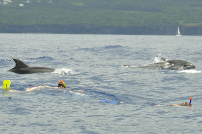 ​Azoren_Schnorchler mit Delfinen über Wasser_Pico