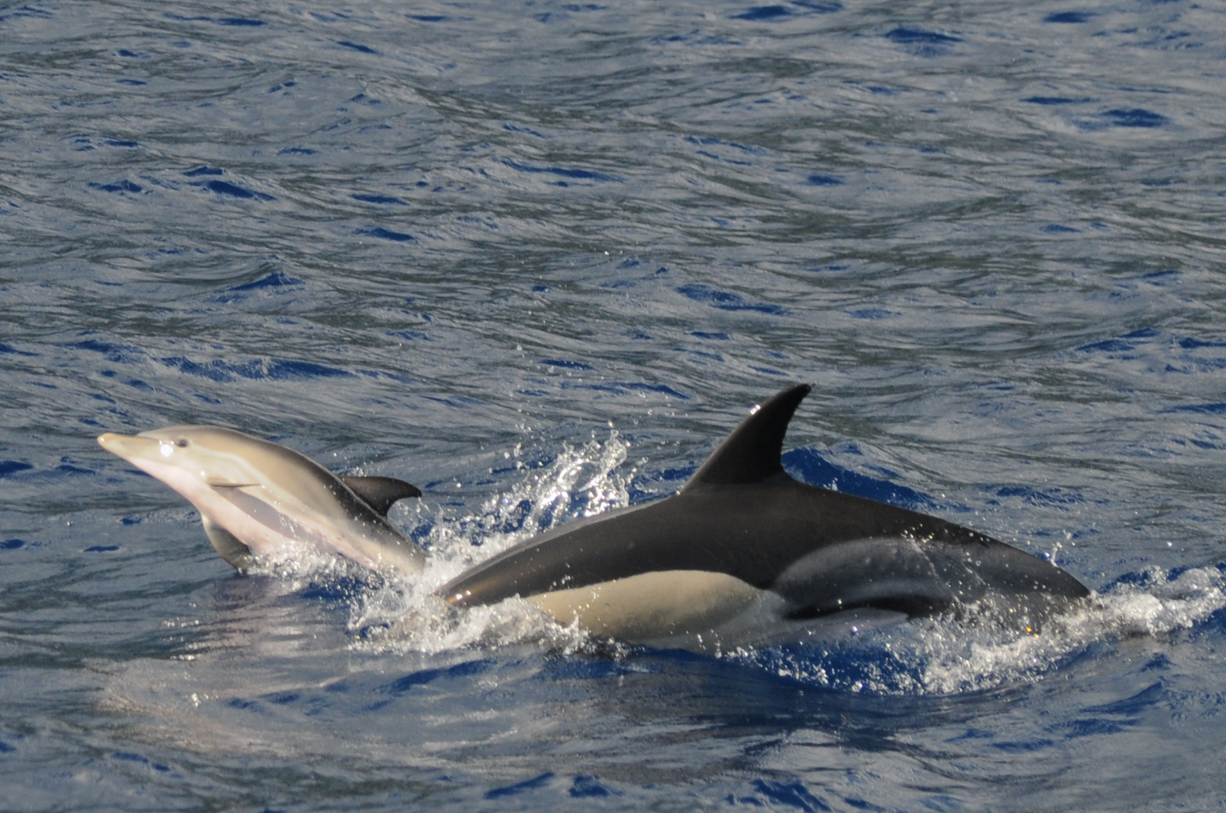 ​Azoren_Delfine über Wasser_Pico