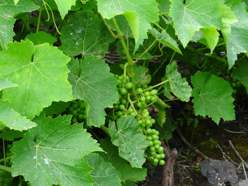 Vista Verde Azores_grapes