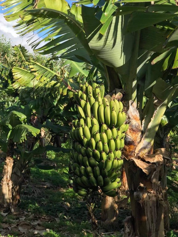 Visitfaial_tour_faial culture_banana plantation
