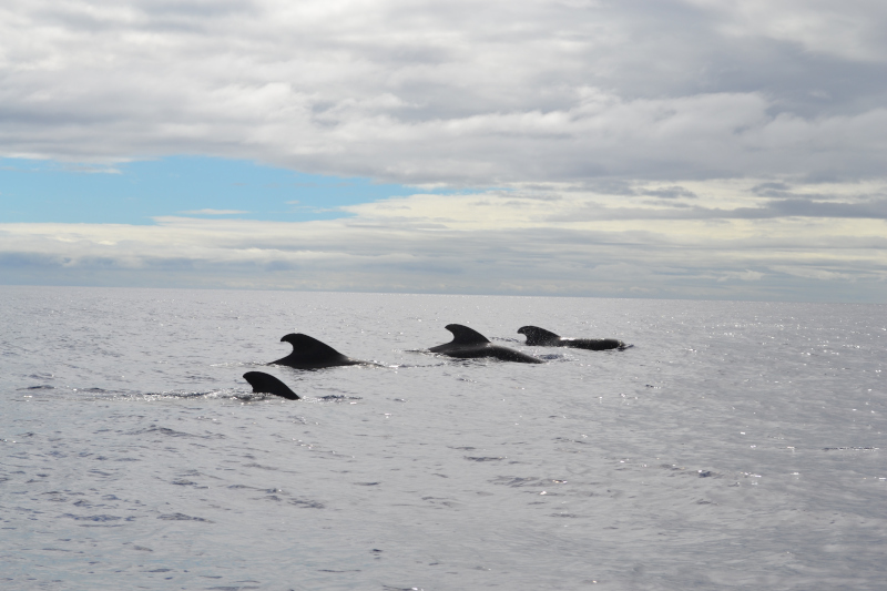 vista verde azores_pilot whales