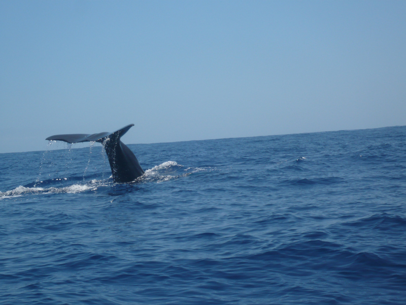 vista verde azores_sperm whale fin