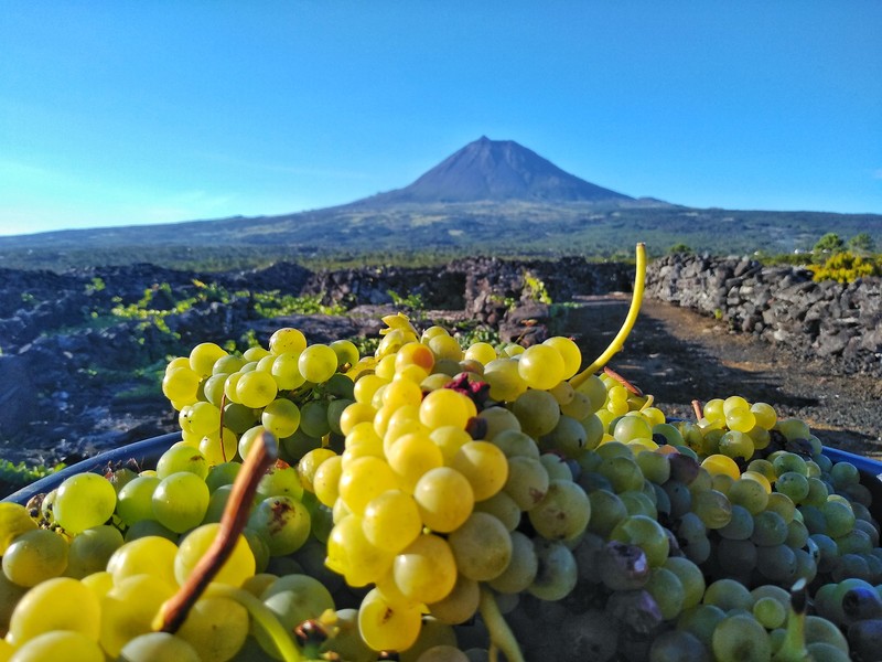 Terra Alta Nature Tours_Pico_wine tour_vinyard with grapes