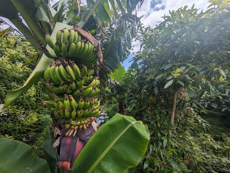 The Plantation Faial_banana plantation.jpg