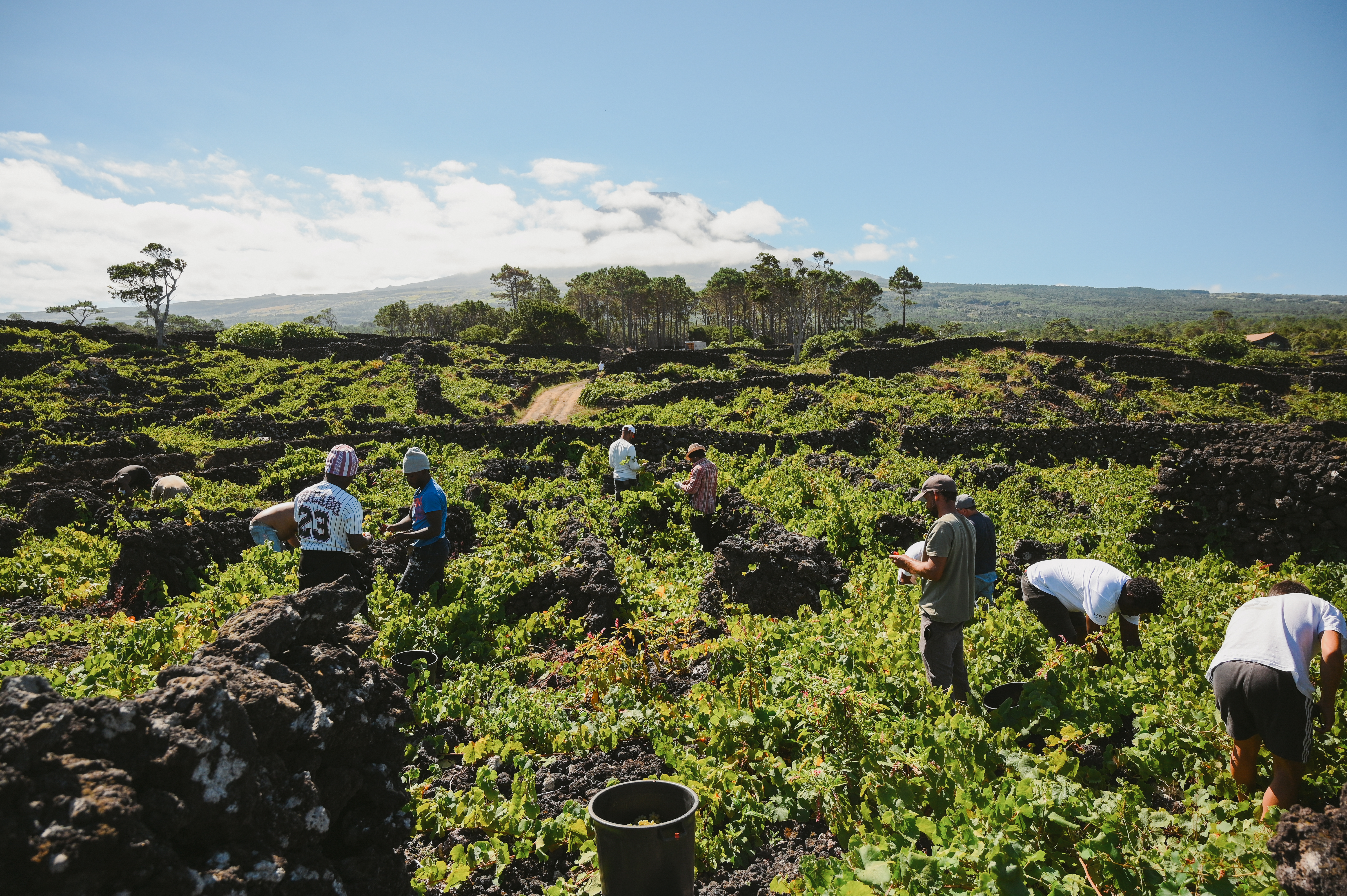 A Cerca Dos Frades_vineyards
