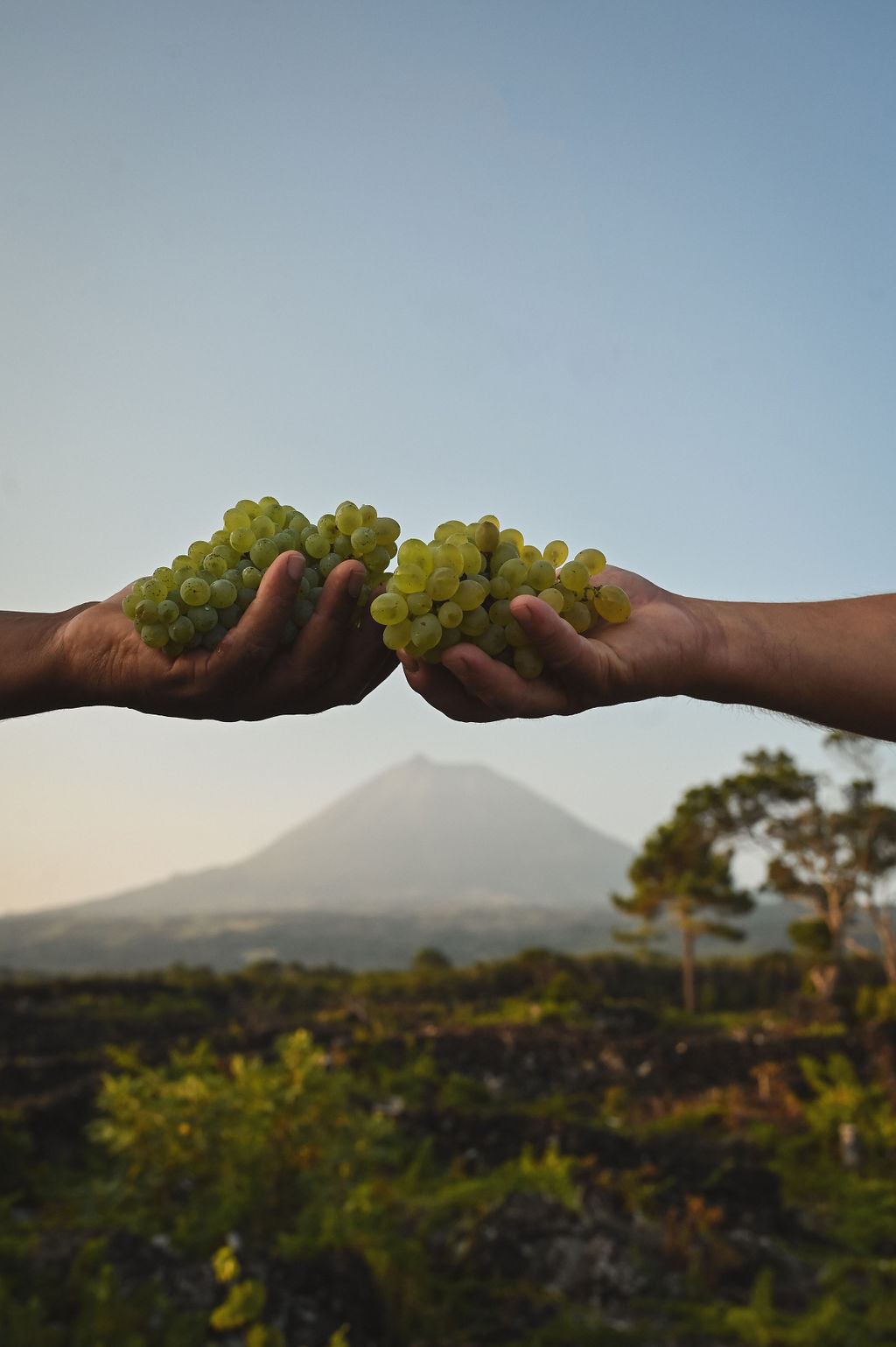 A Cerca Dos Frades_grapes