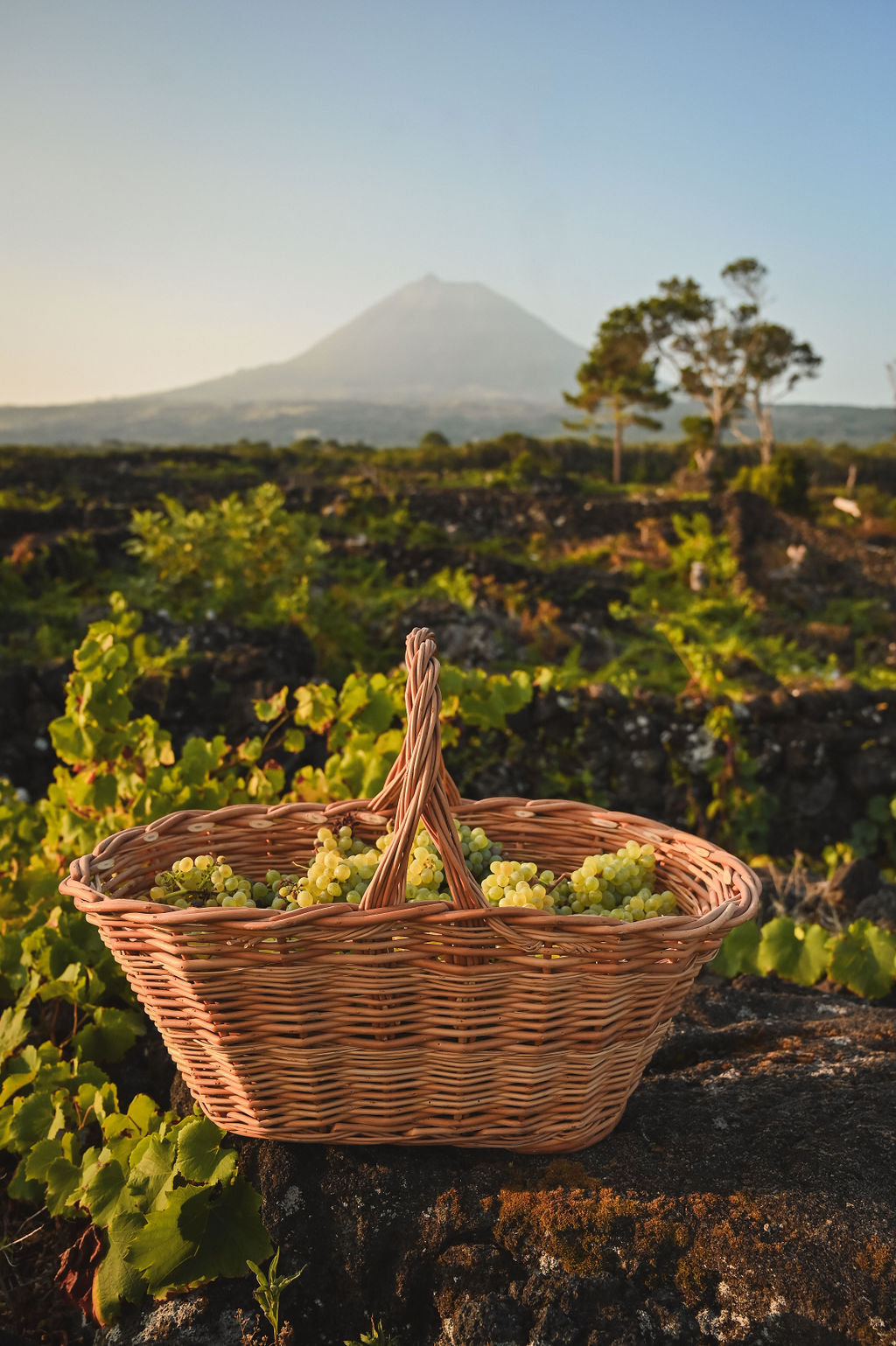 A Cerca Dos Frades_grapes