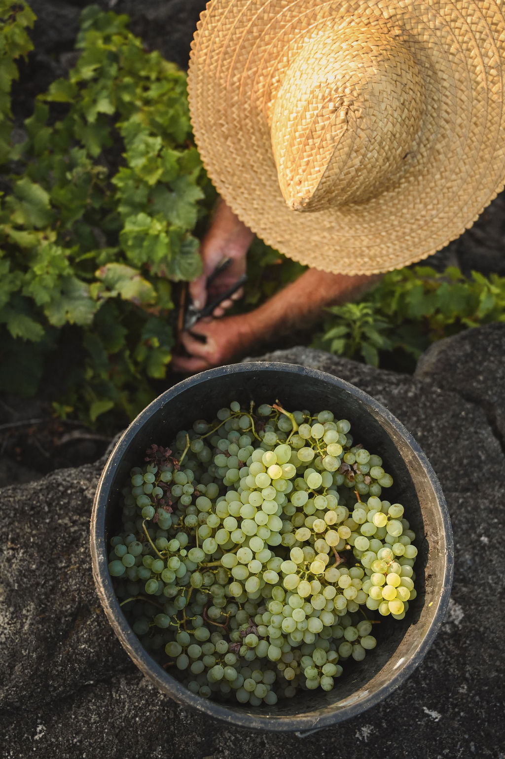A Cerca Dos Frades_grapes
