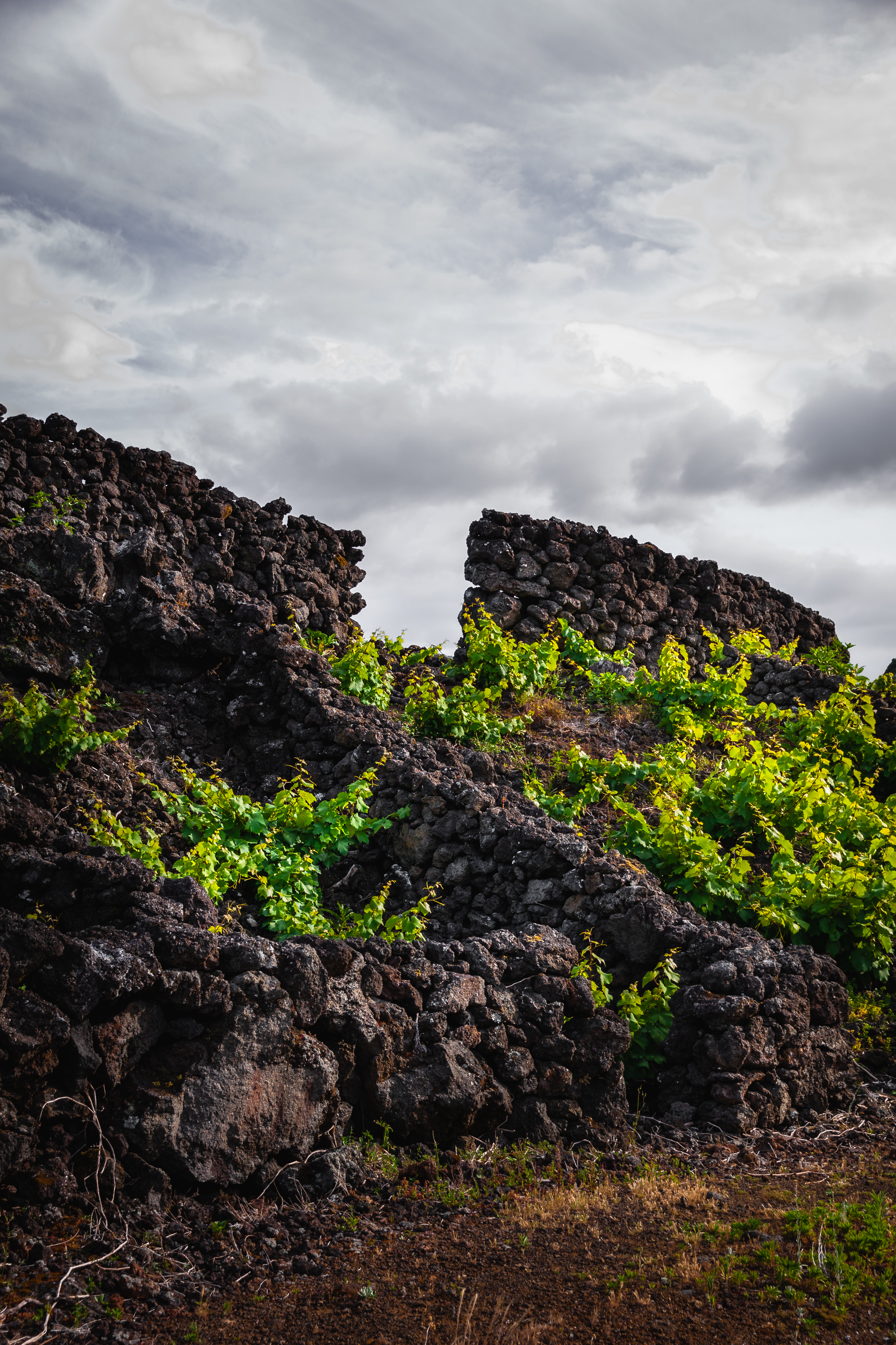 A Cerca Dos Frades_vineyard