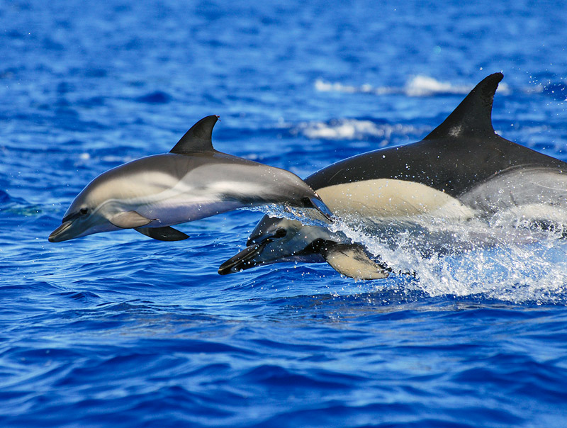 cw_dolphins_mother with calf