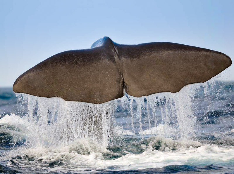 cw_sperm_whale