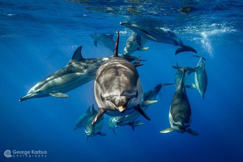 cw_dolphins