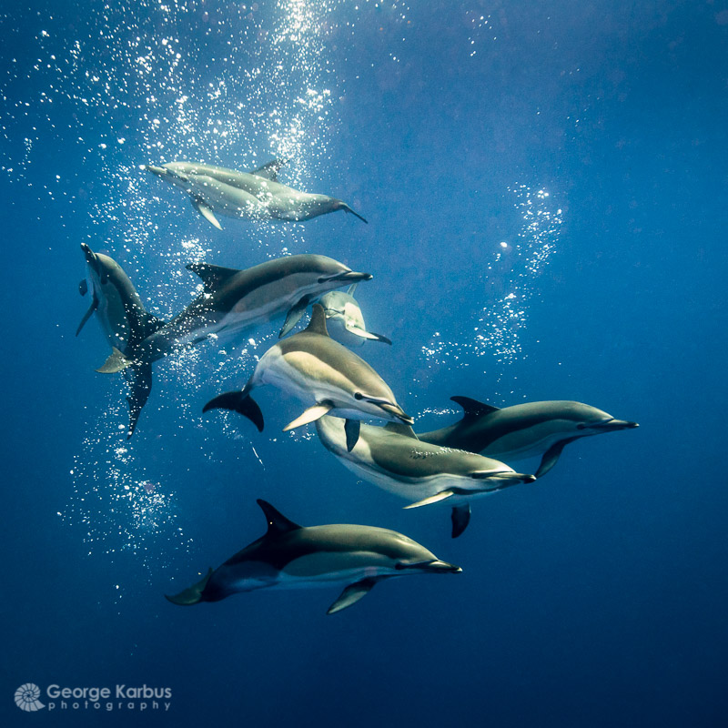 cw_dolphins