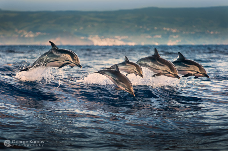 cw_dolphins
