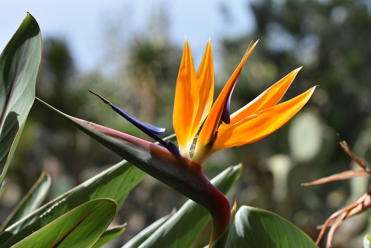 Madeira, Strelitzie, Exotische Blume