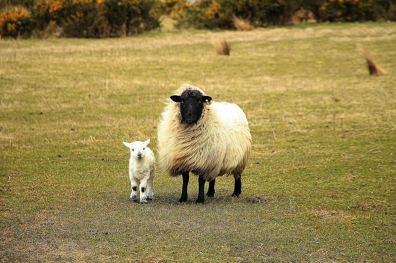Die Schafe, Baby Schaf, Tiere