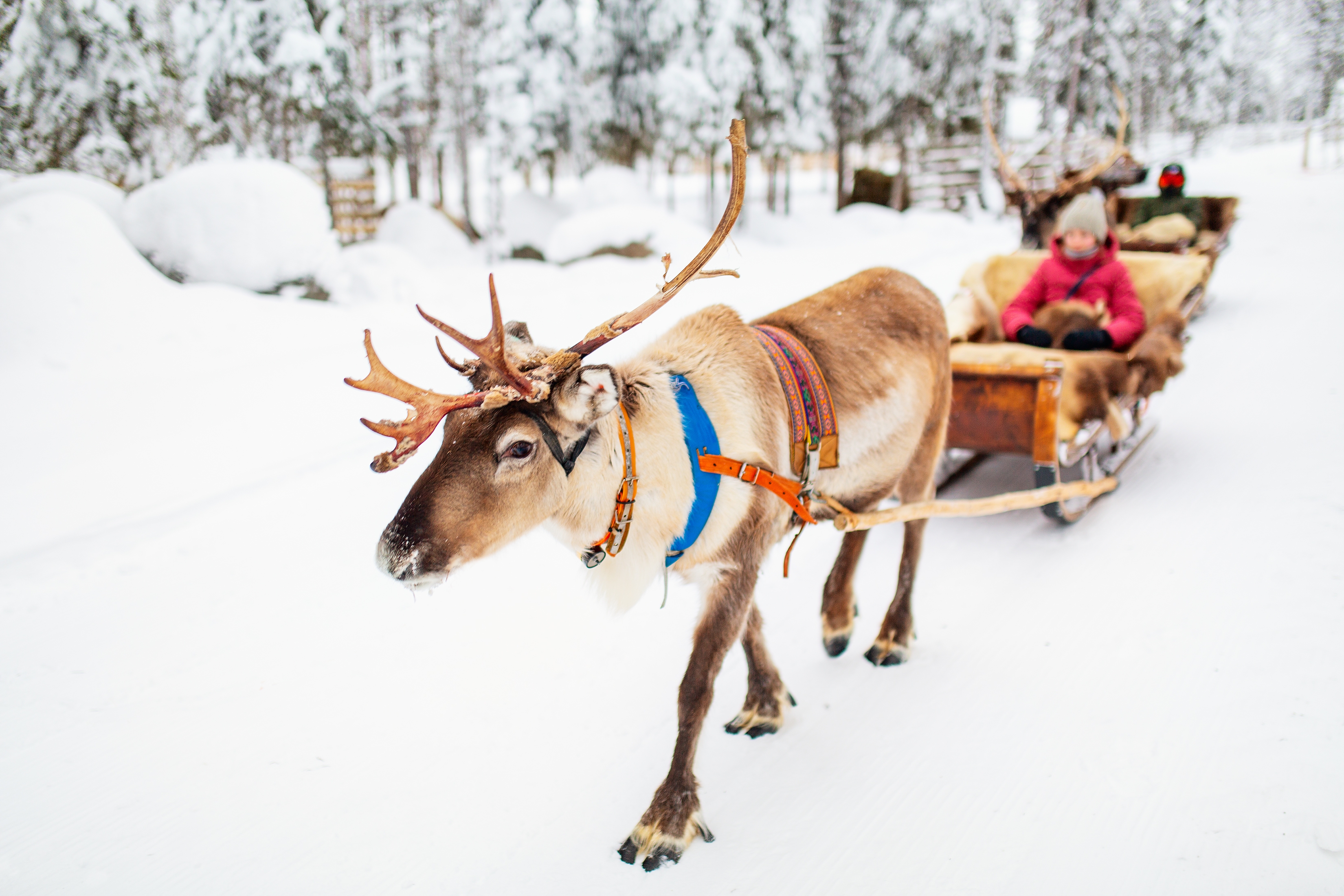 Finnland: Winterabenteuer