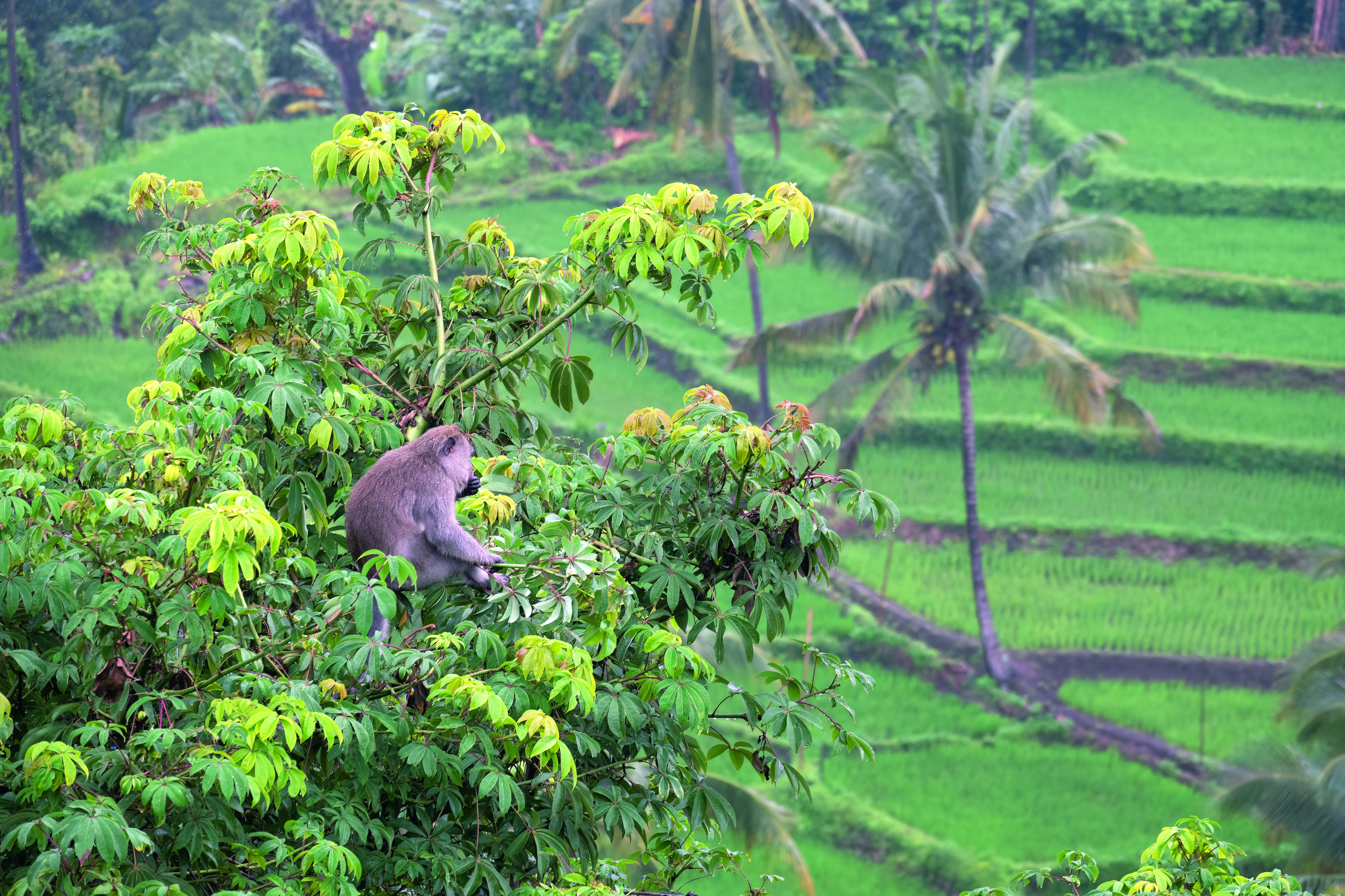 Bali & Lombok / Indonesien: Höhepunkte