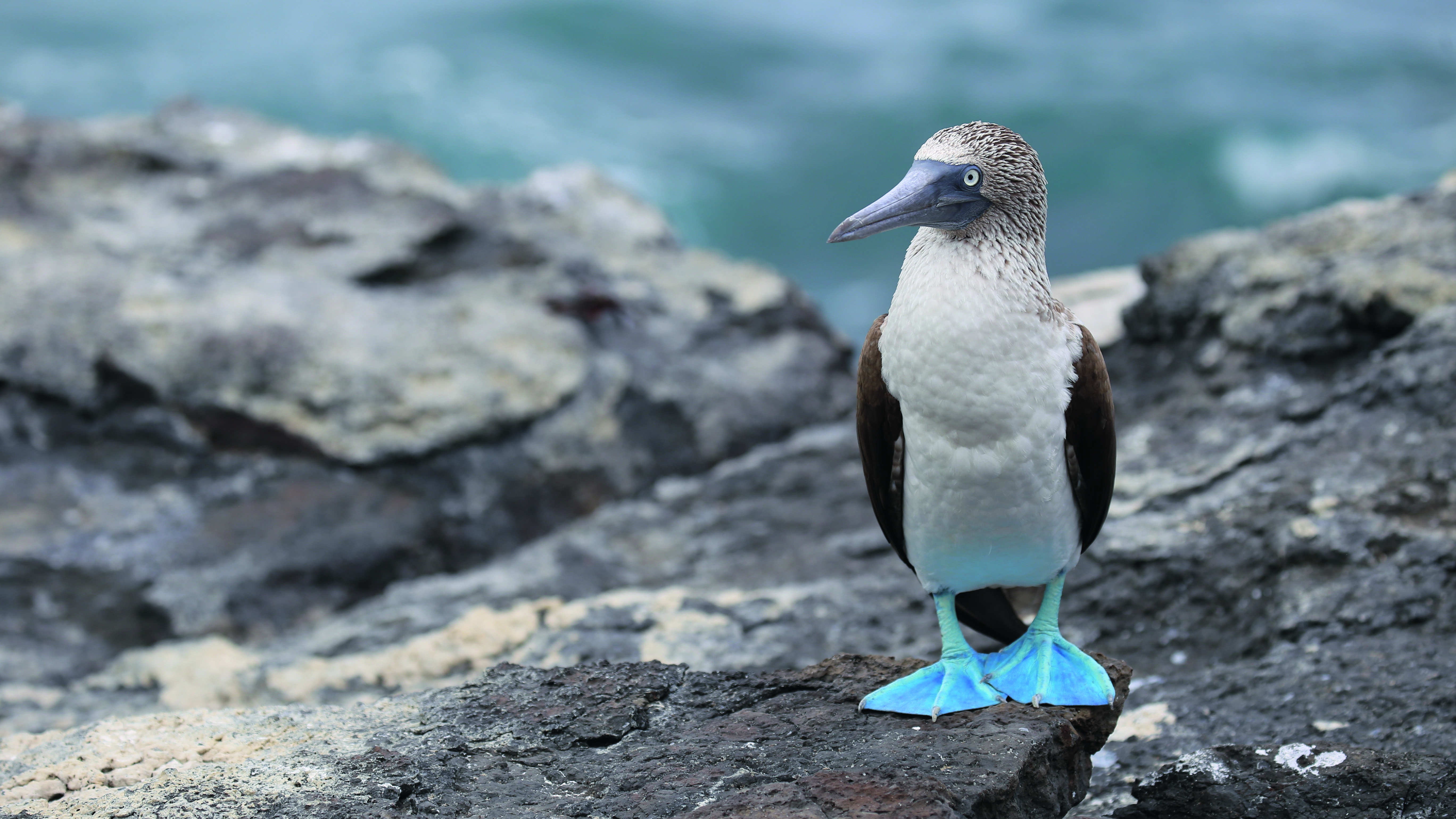 Ecuador & Galapagos: Sternstunden mit Amazonas