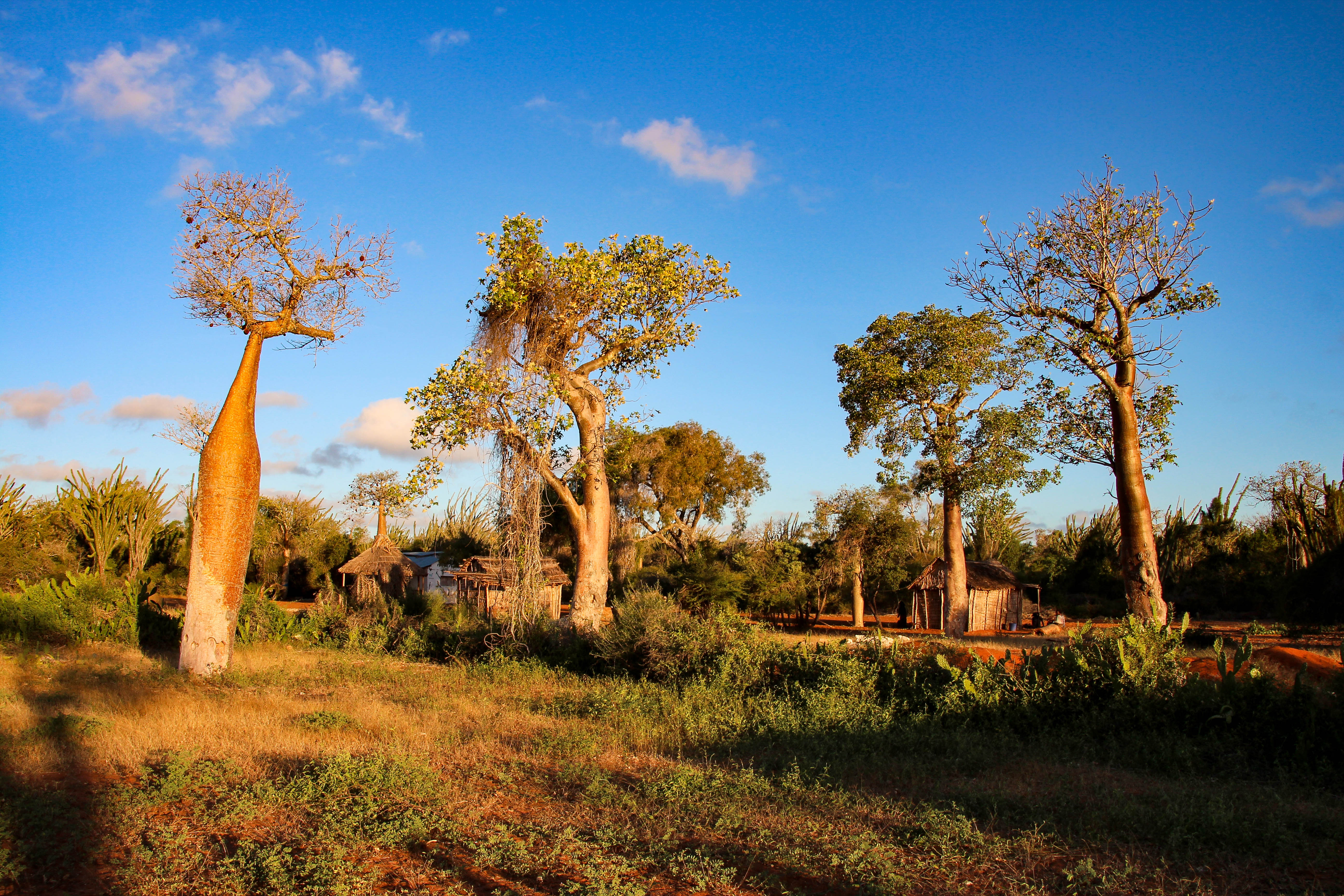 Madagaskar: Höhepunkte