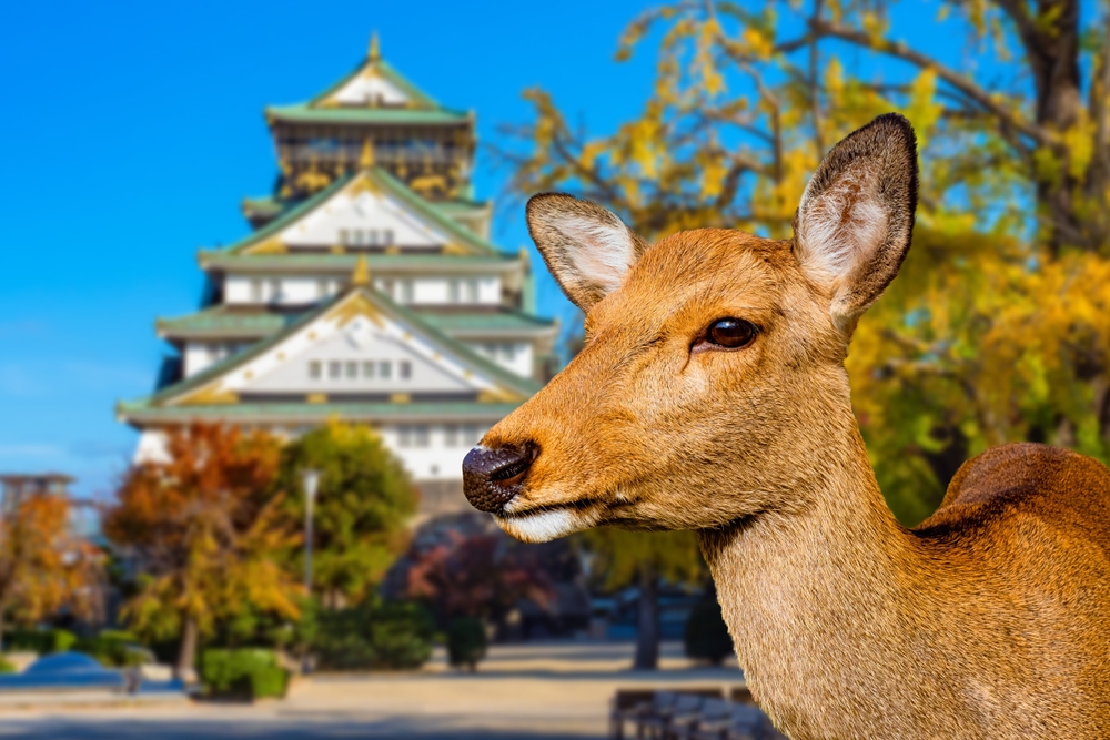 Japan: Höhepunkte - komfortabler unterwegs