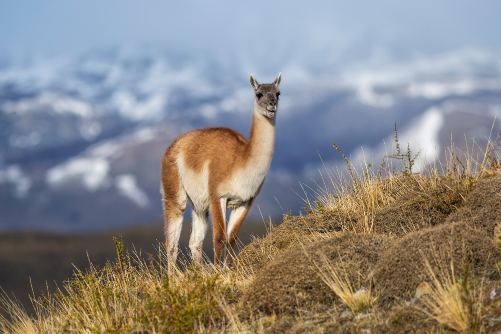Patagonien: Durch die Carretera Austral bis zum Eis des Perito Moreno