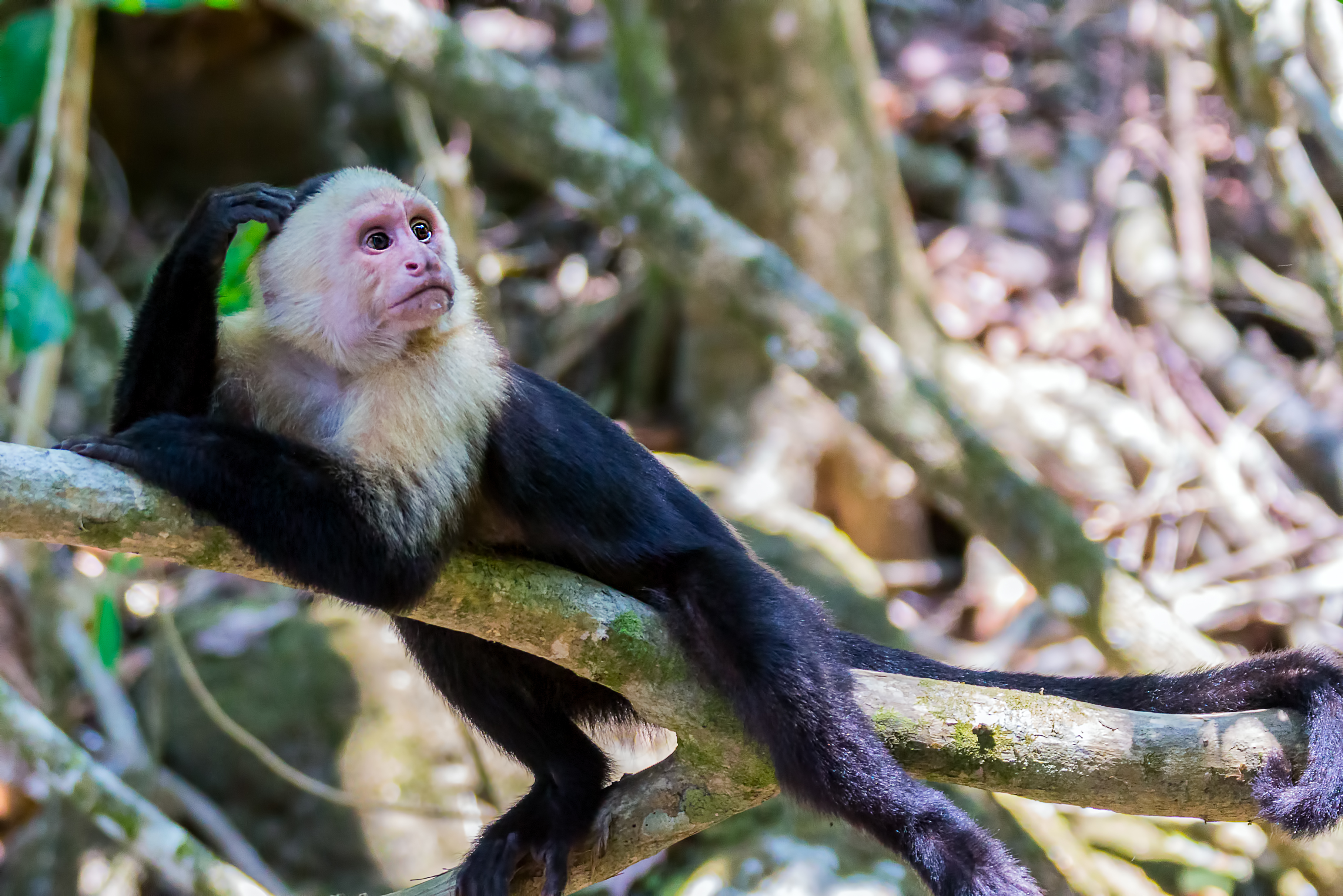 Costa Rica: Sternstunden