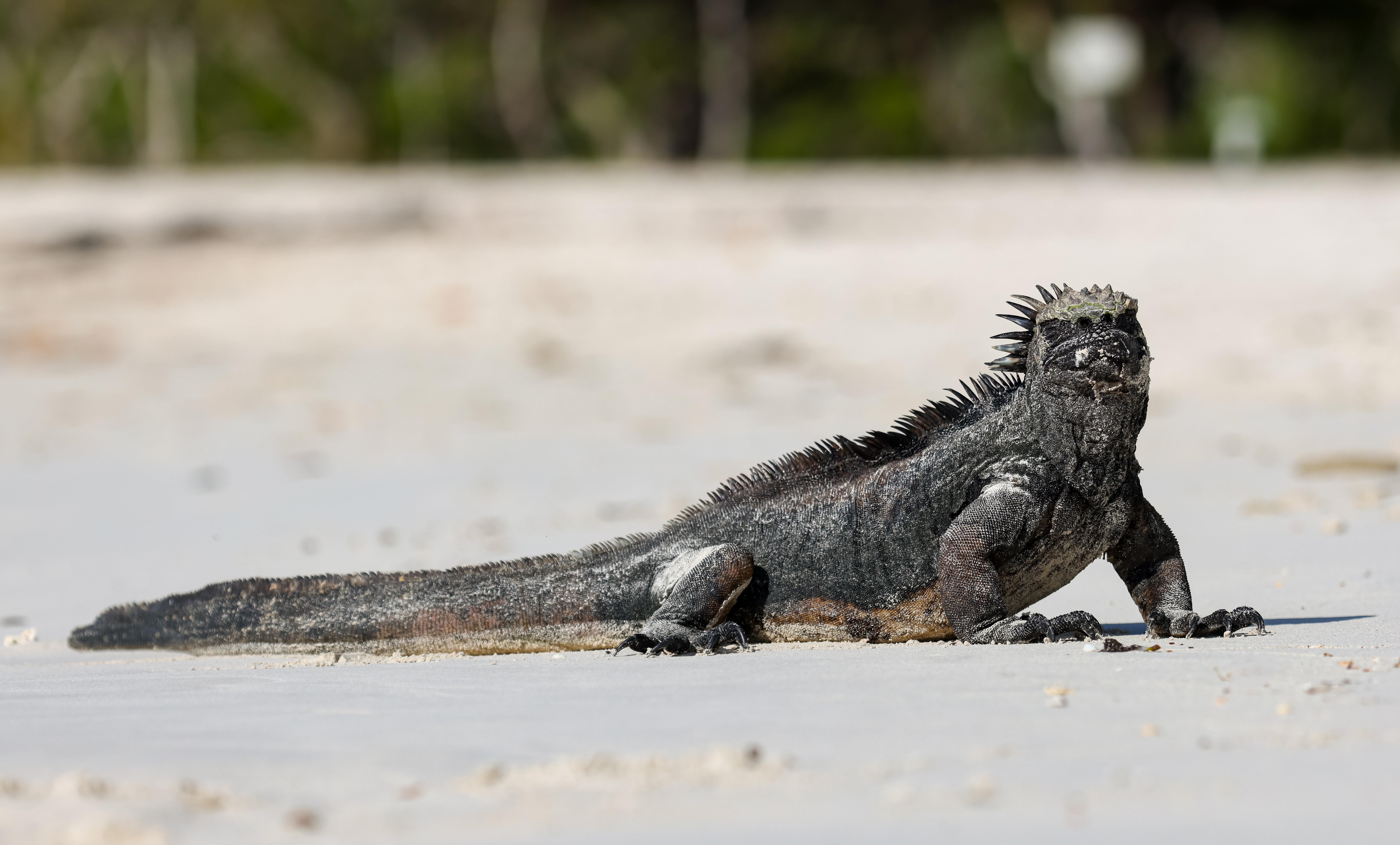 Ecuador & Galapagos: Höhepunkte