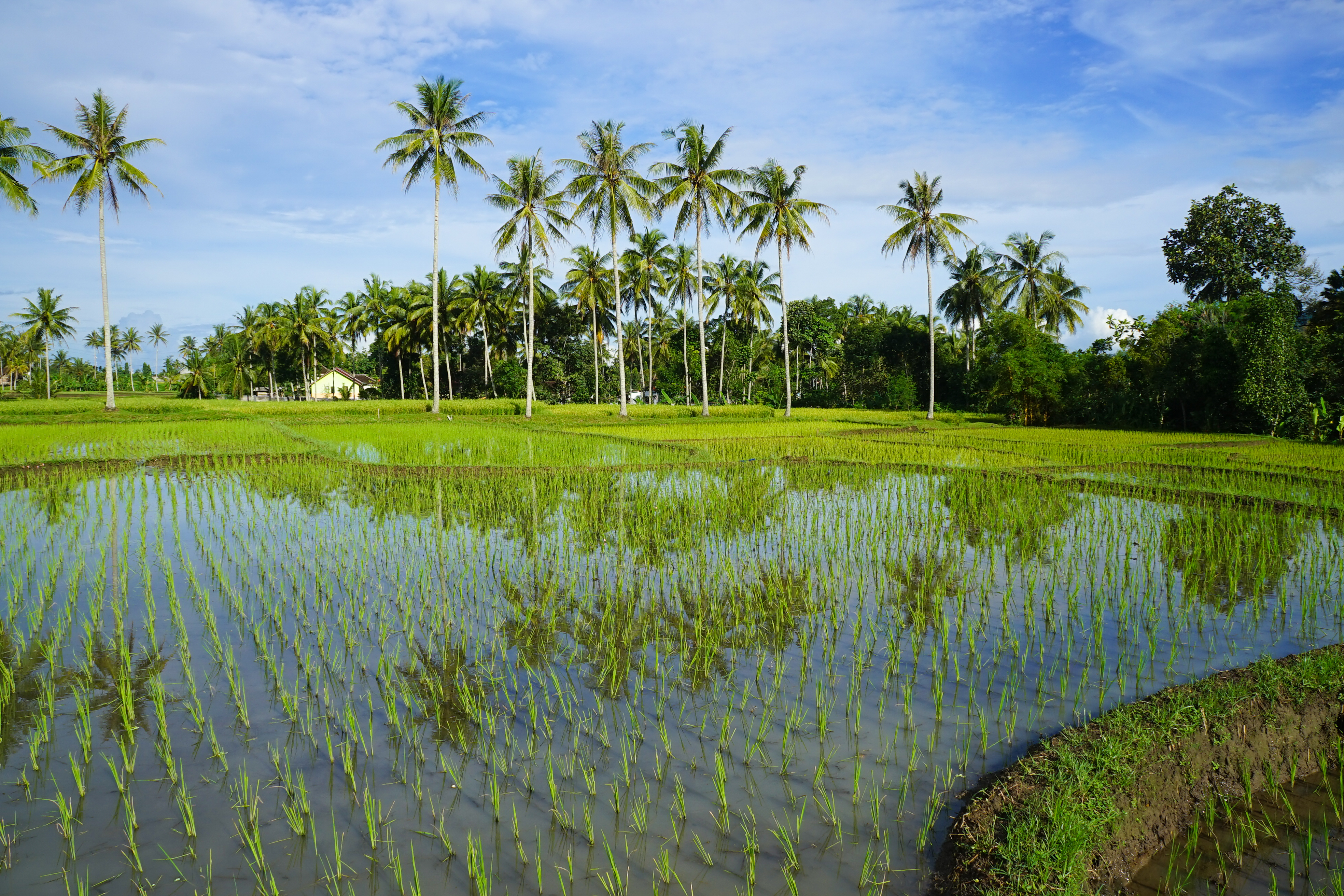 Sumatra, Java & Bali / Indonesien: Die ausführliche Reise
