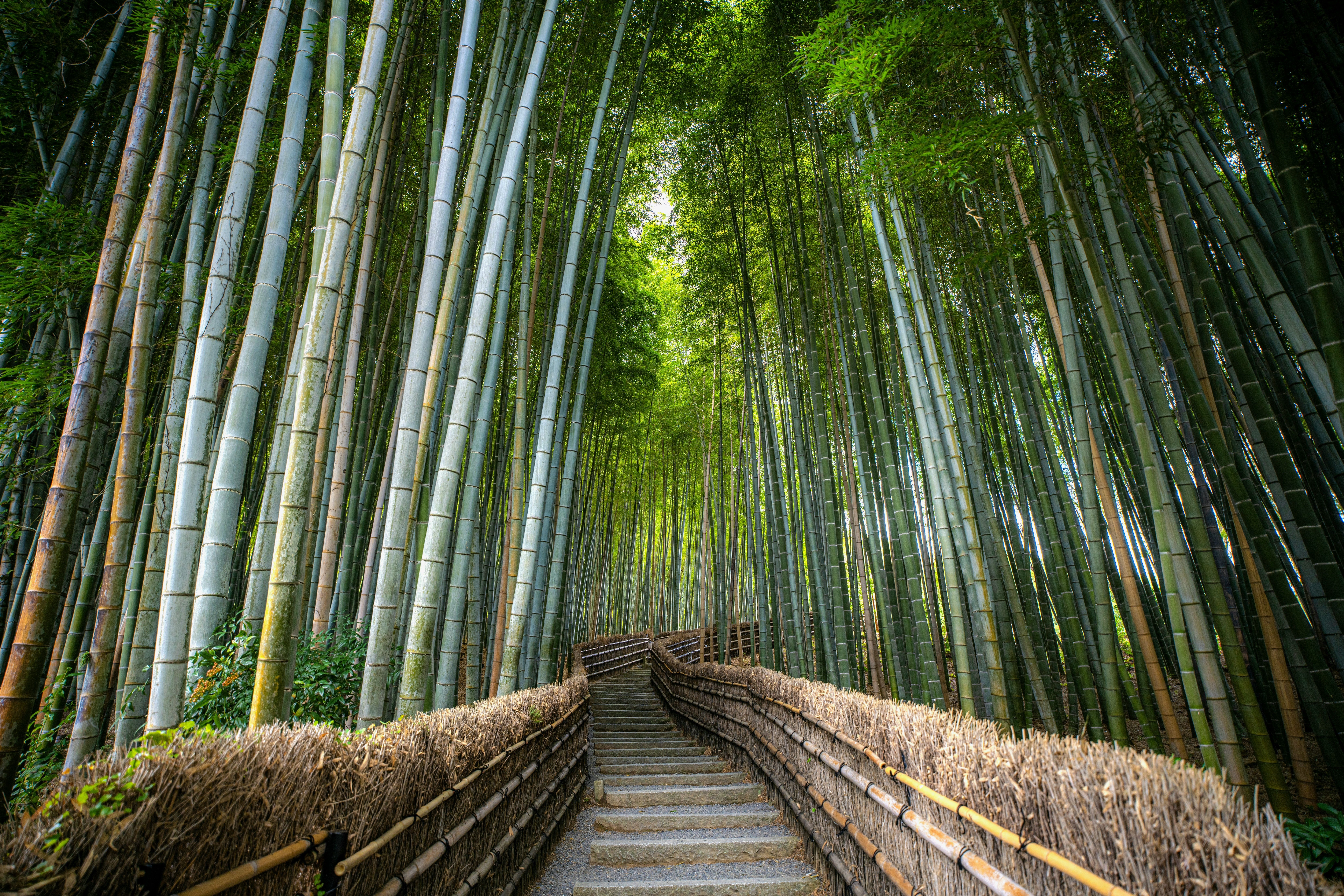 Japan: Sternstunden