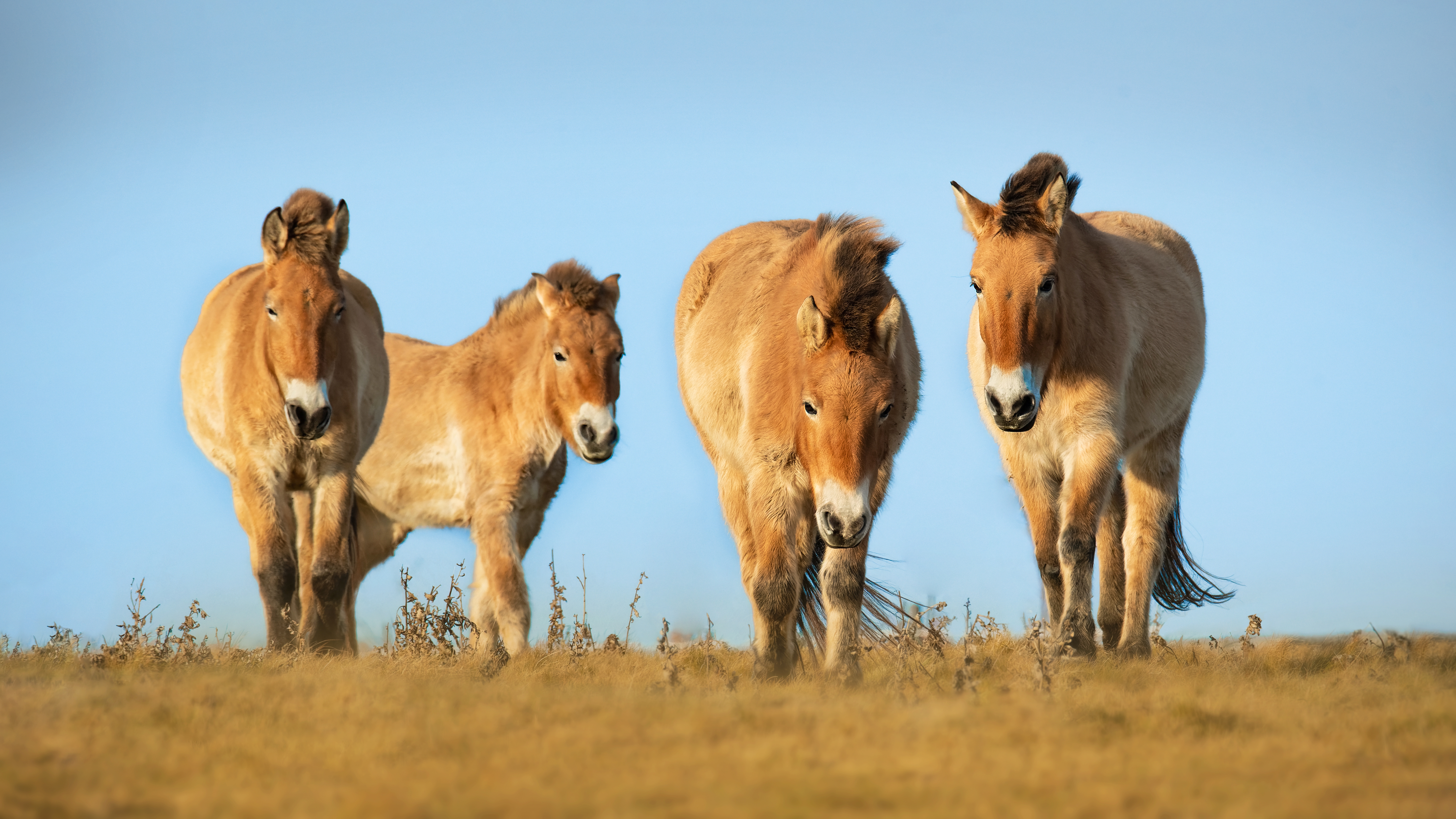 Mongolei: Höhepunkte