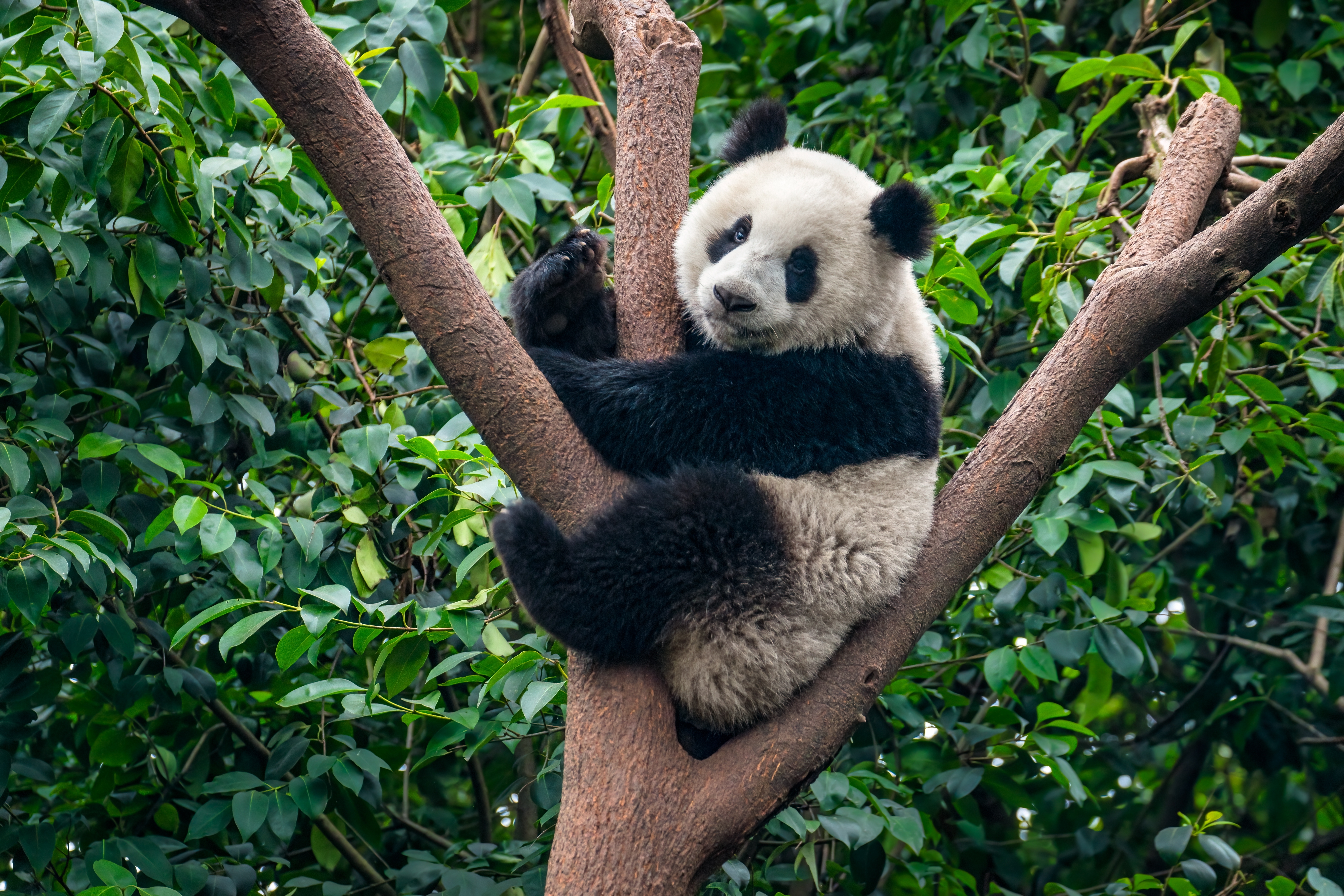 China & Tibet: Höhepunkte