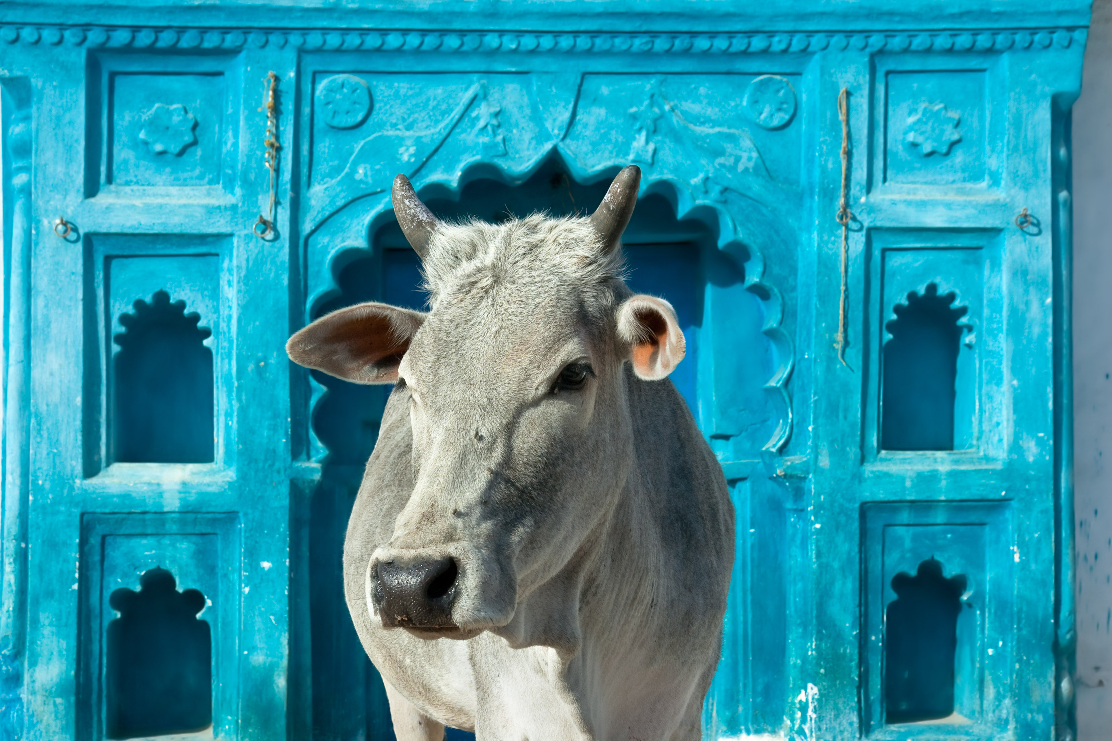 Indien: Rajasthan & Nordindien – Die ausführliche Reise