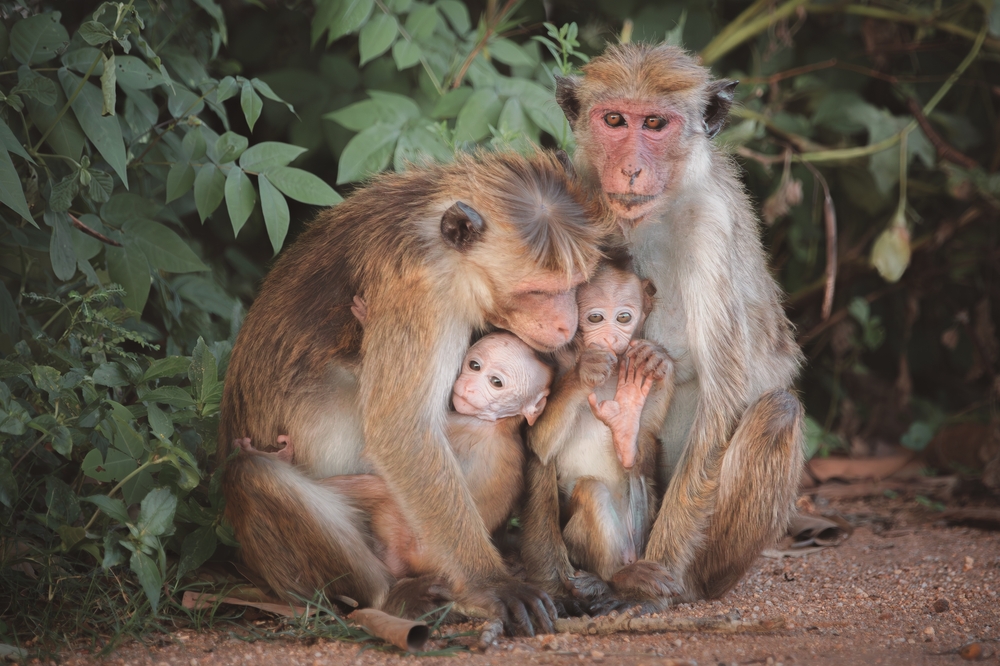 Sri Lanka: Höhepunkte