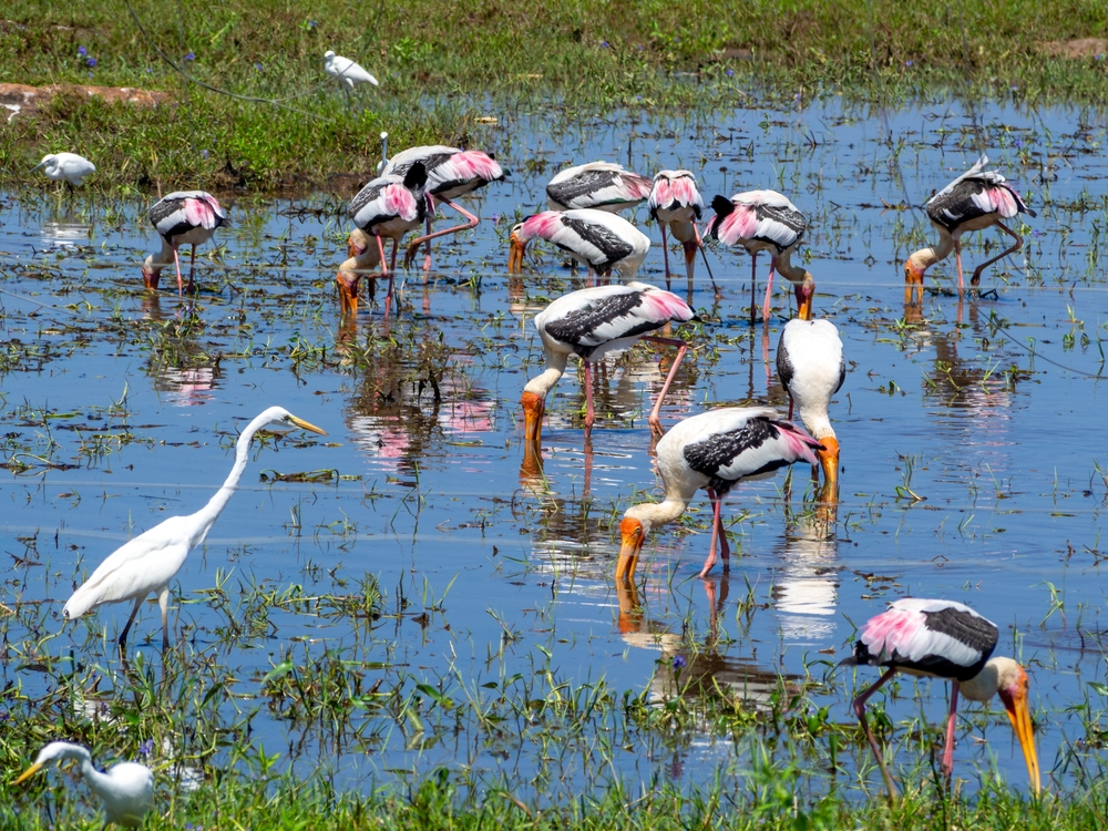 Sri Lanka: Höhepunkte mit Ostküste