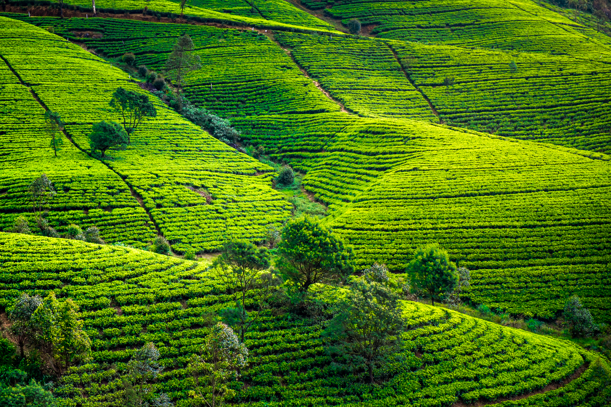 Sri Lanka: Höhepunkte mit Ostküste