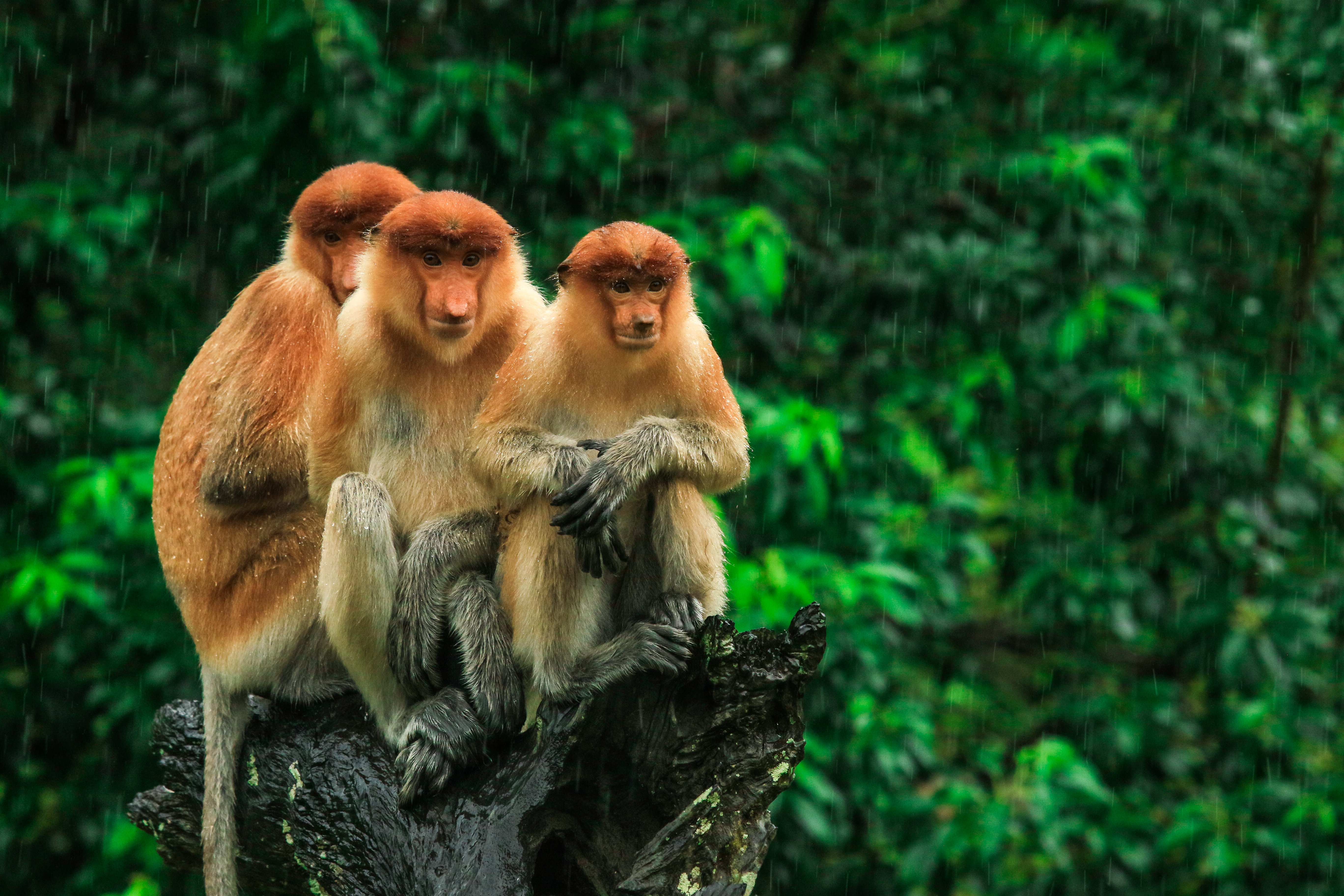 Malaysia: Höhepunkte auf Borneo