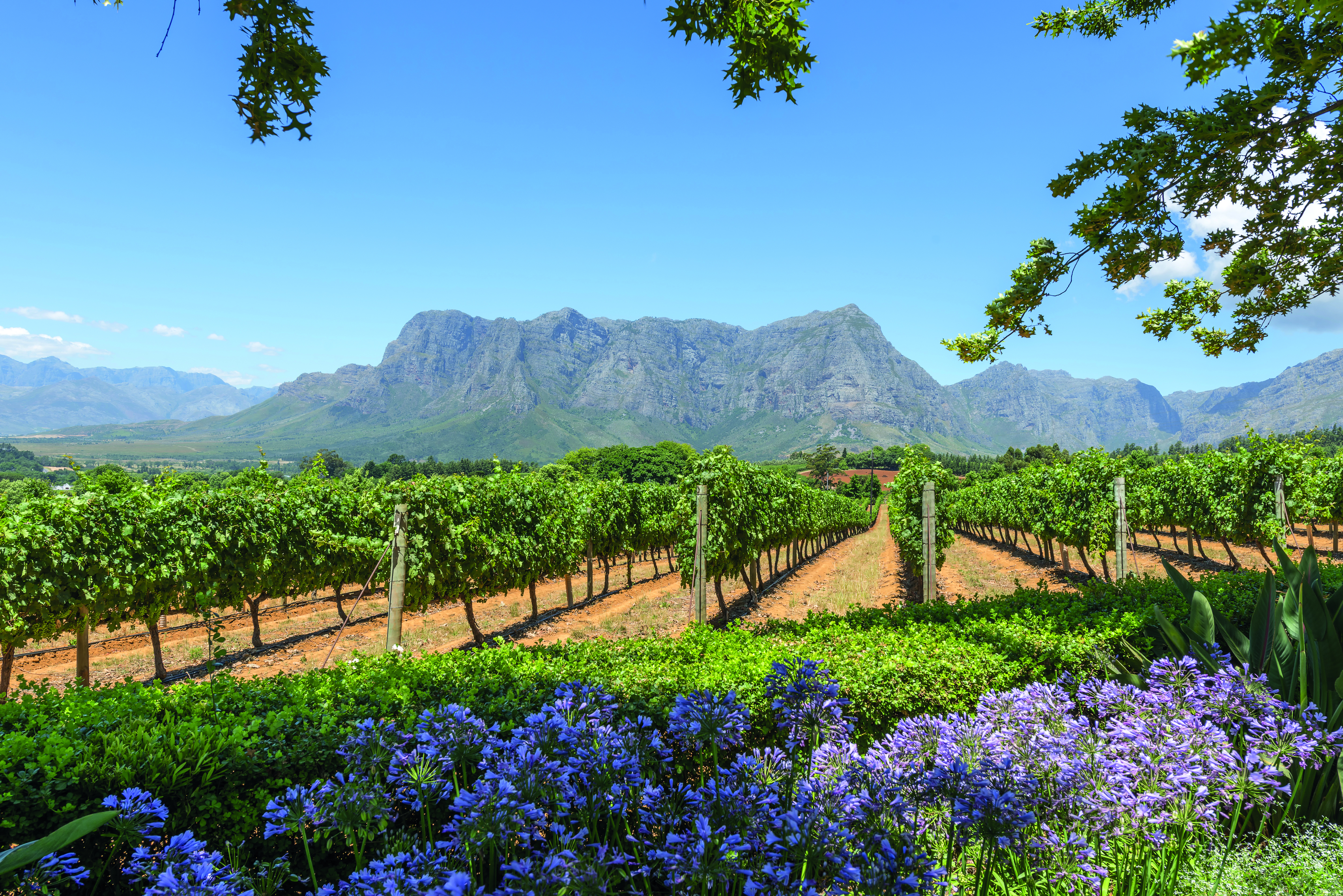 Südafrika: Sternstunden mit Weinregion