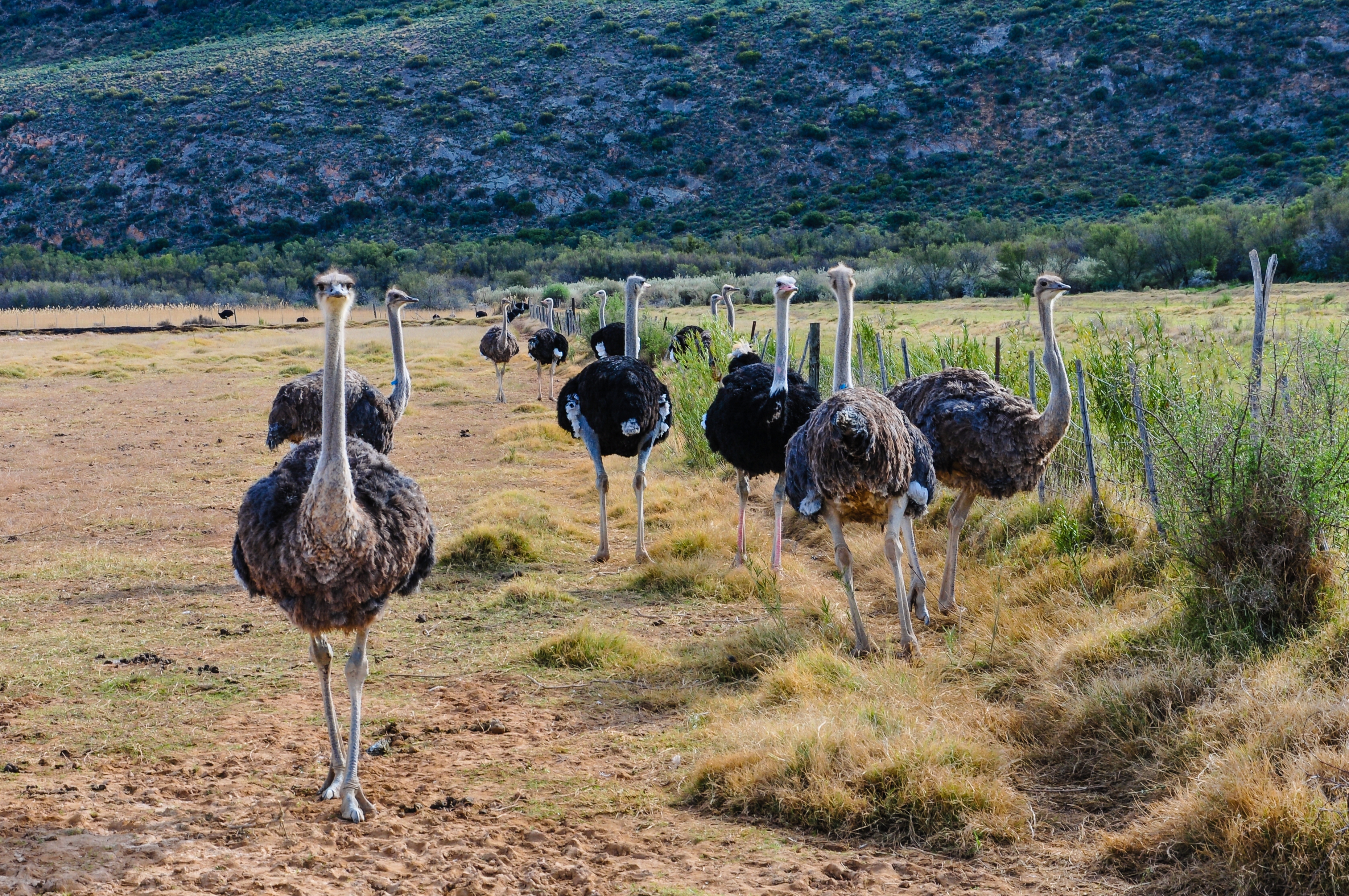 Südafrika: Sternstunden mit Weinregion