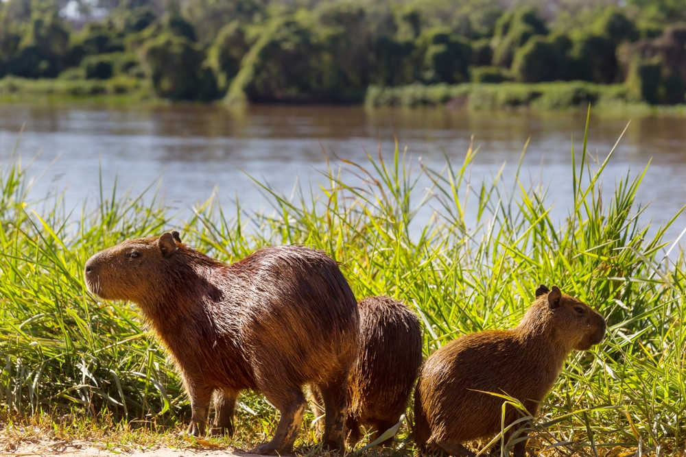 Brasilien: Panorama mit Pantanal