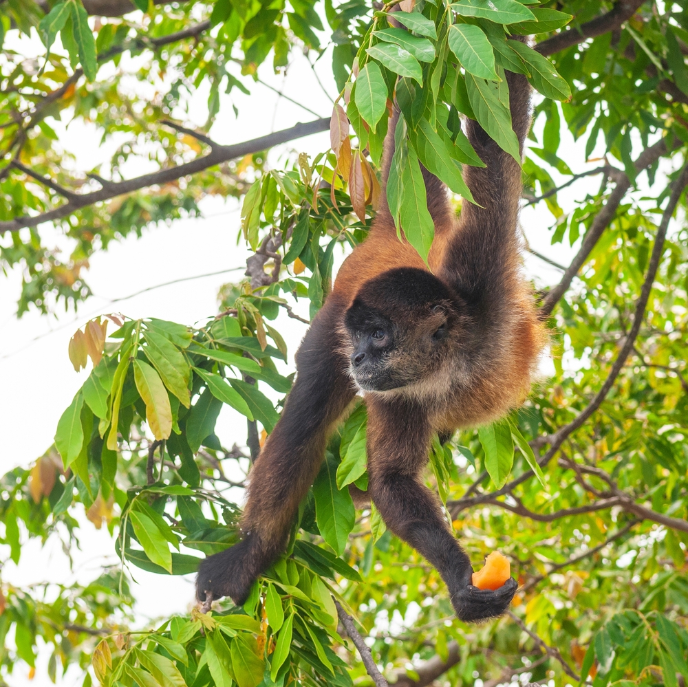 Panama, Costa Rica & Nicaragua: Höhepunkte