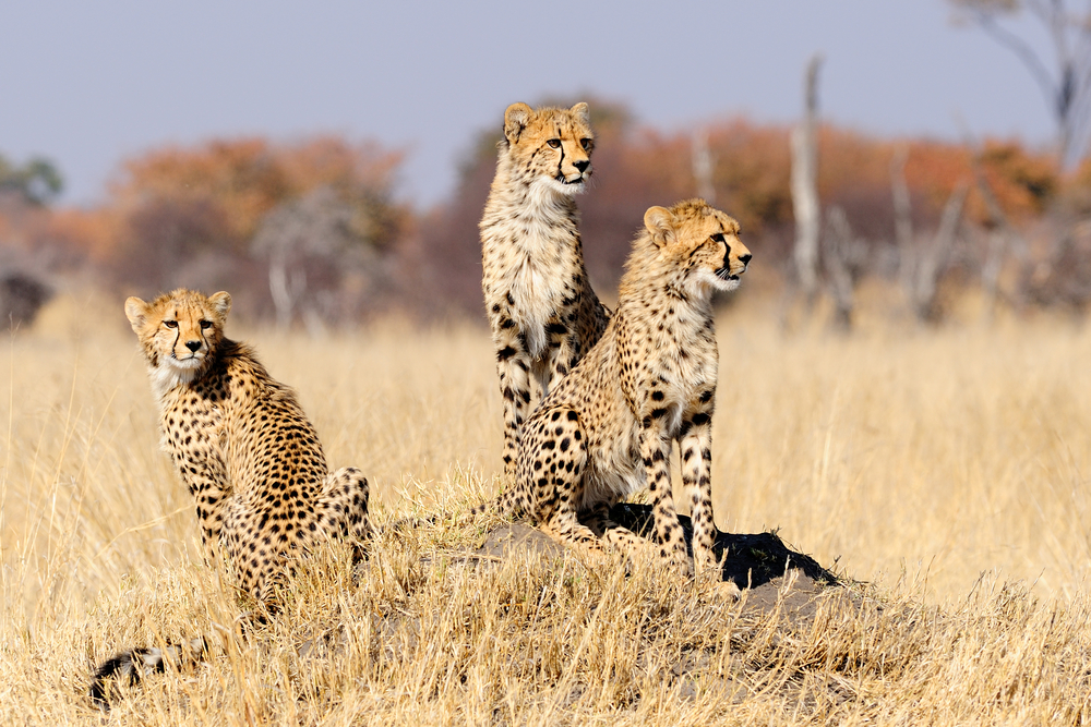 Simbabwe: Höhepunkte
