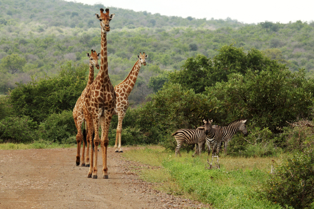 Südafrika: Sternstunden – von Kapstadt bis zum Krüger-Nationalpark