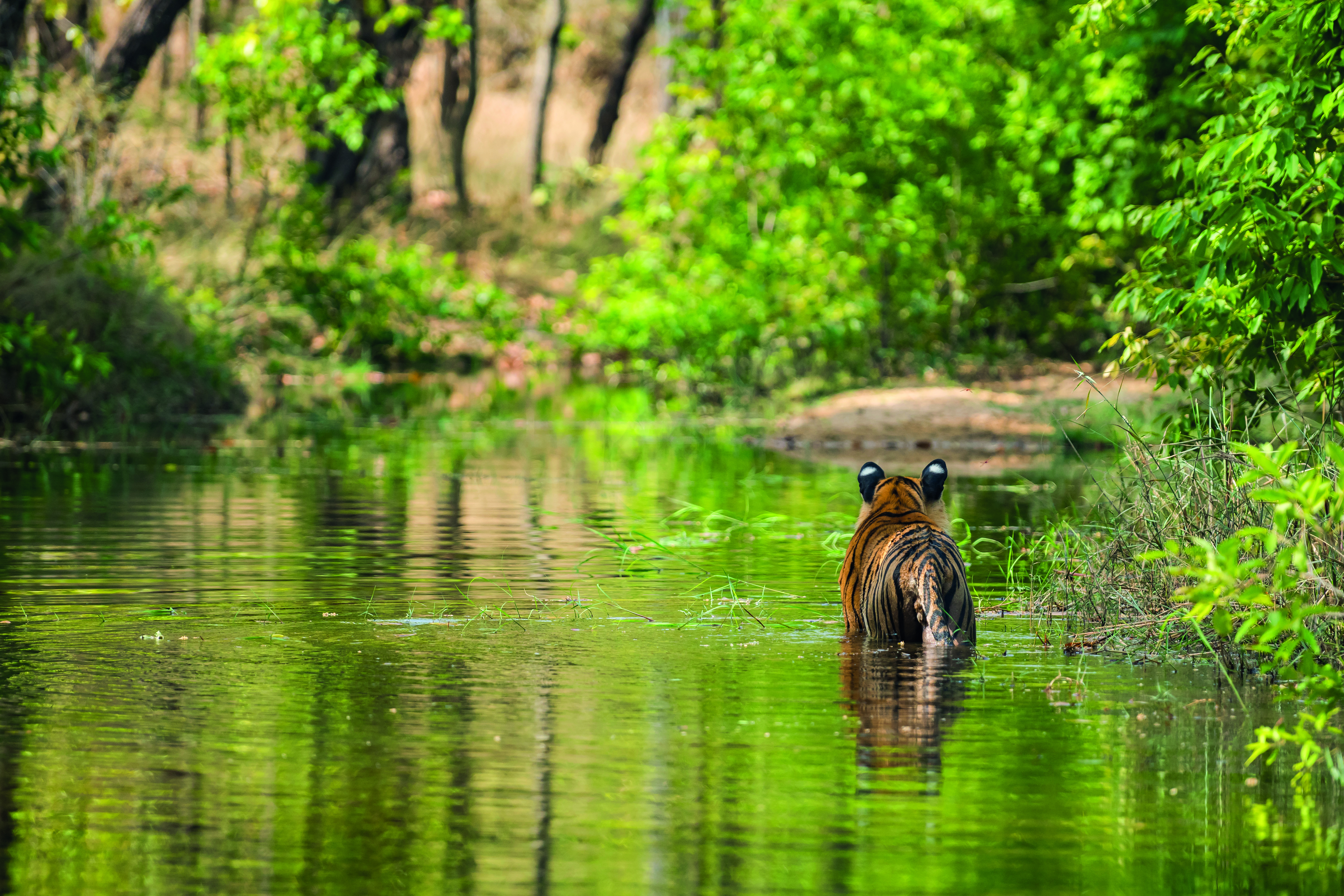 Indien: Panorama: Rajasthan, Tigersafaris & Mumbai
