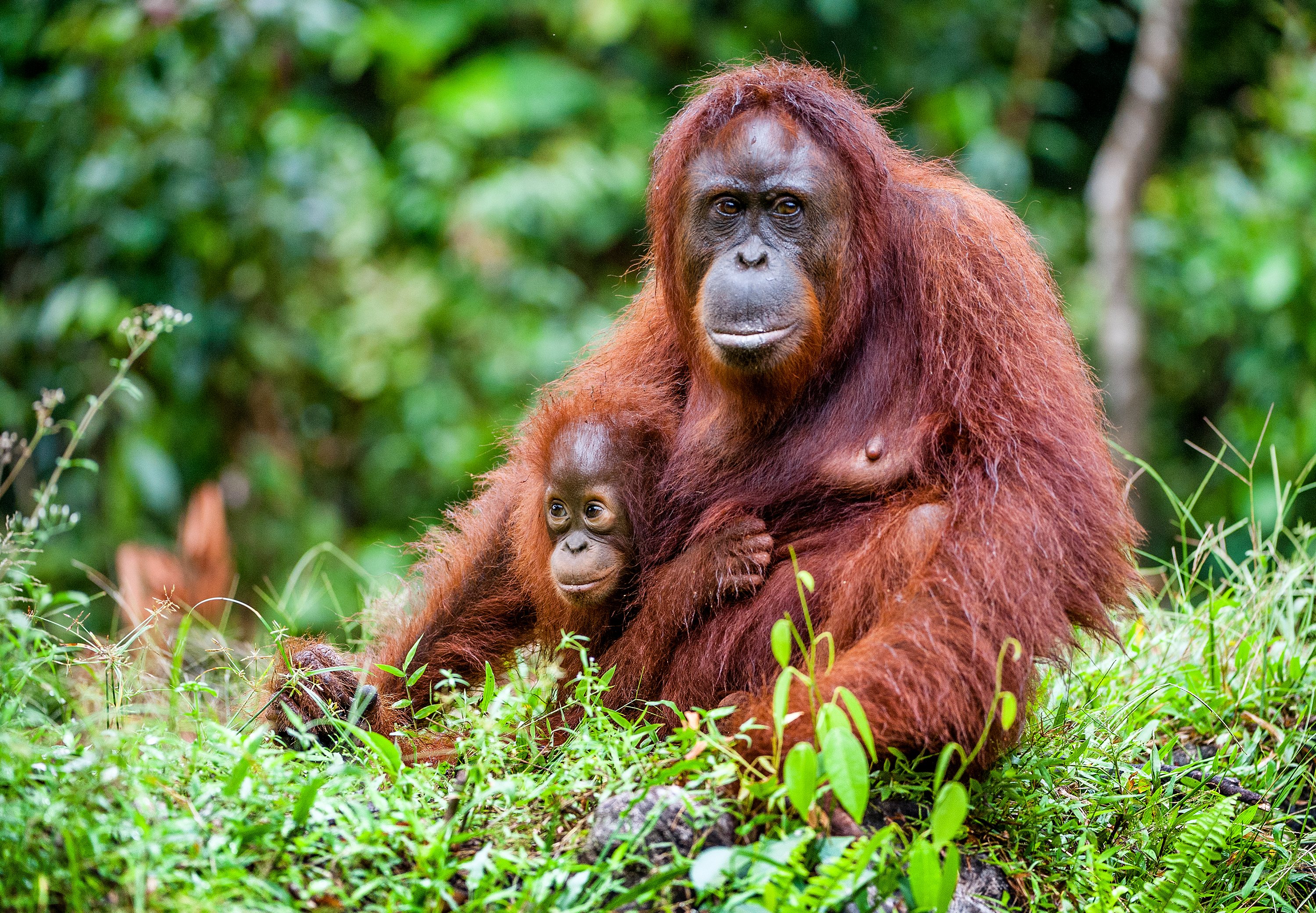 Sumatra, Java & Bali / Indonesien: Die ausführliche Reise