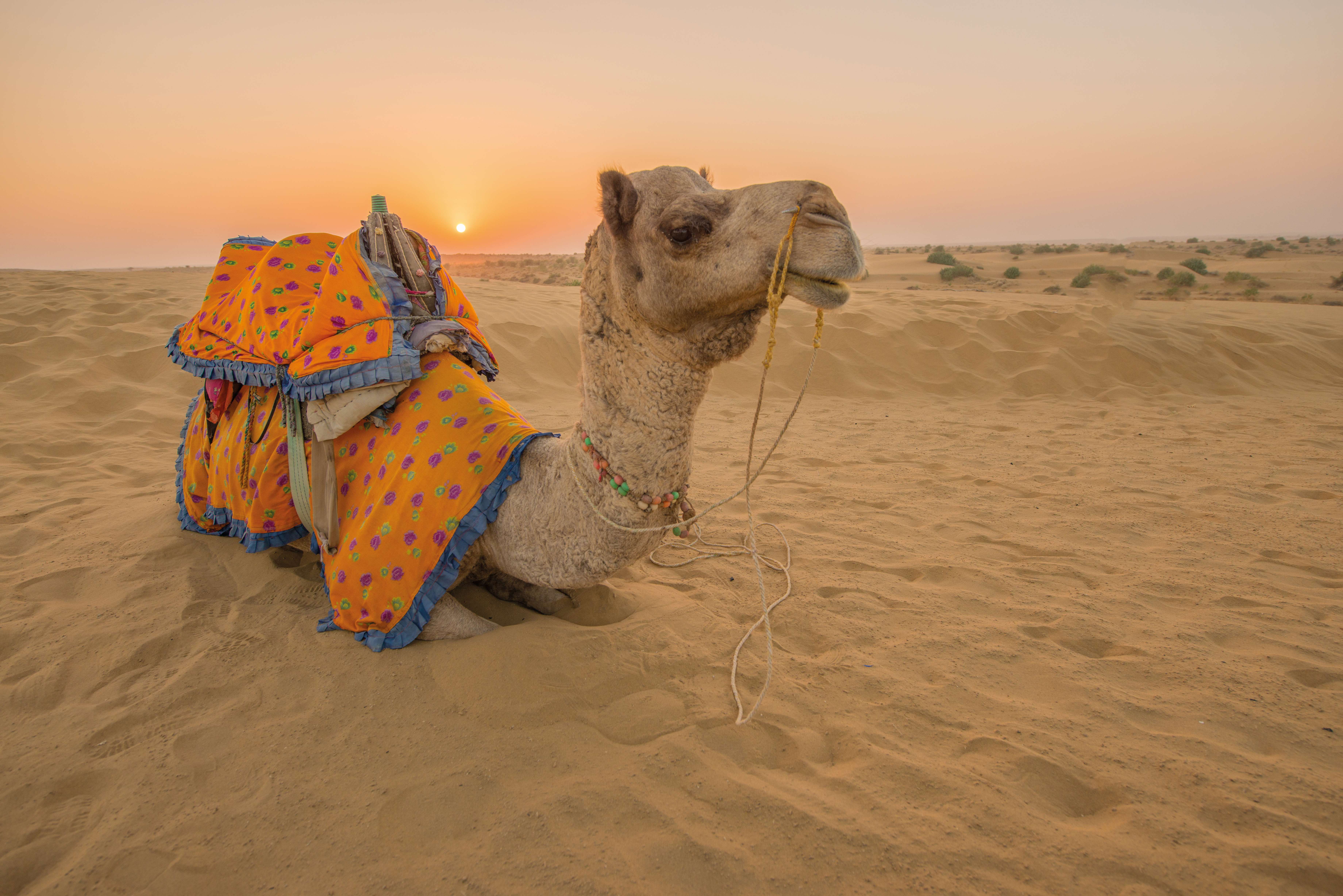 Indien: Rajasthan – Die ausführliche Reise