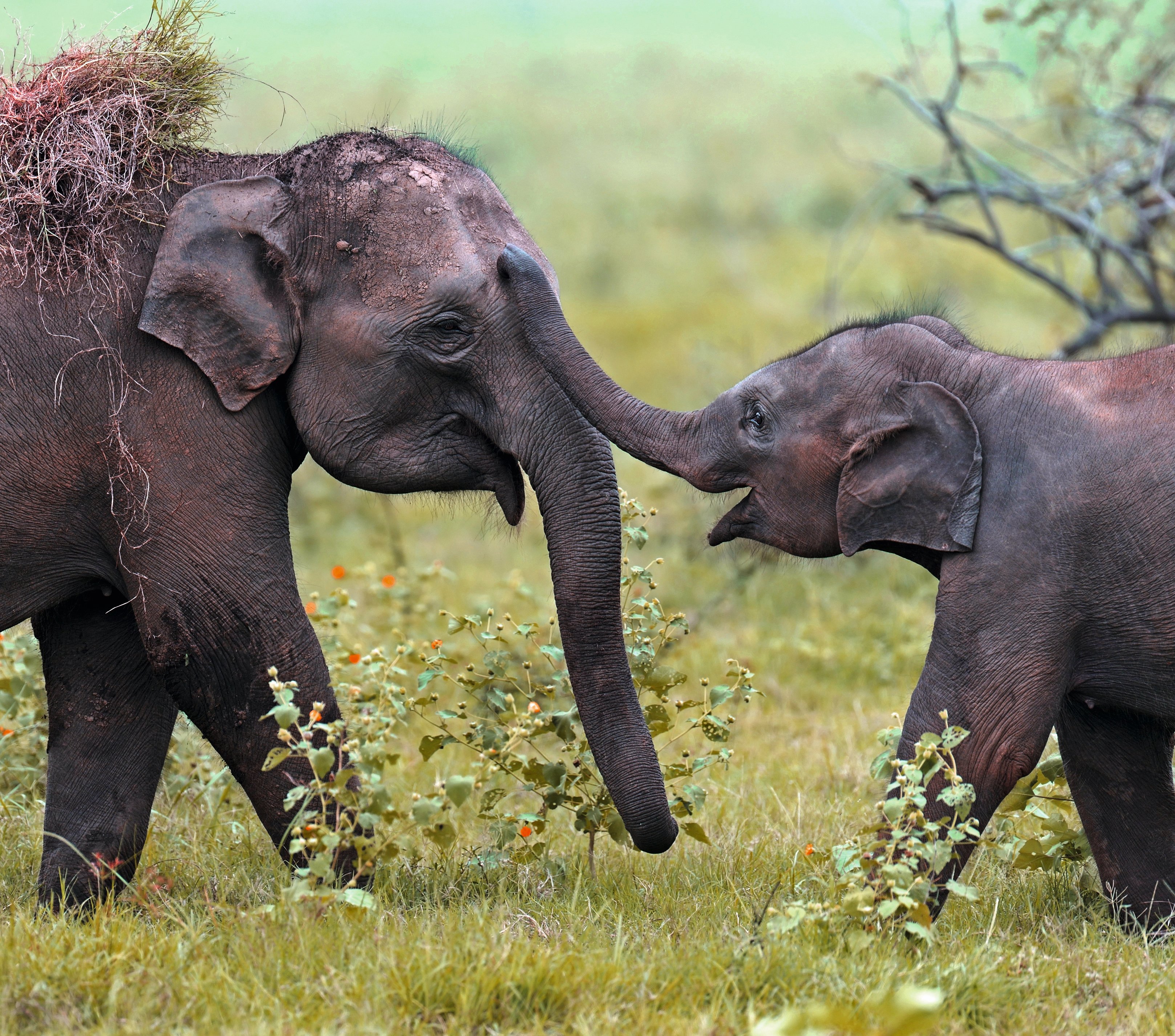 Sri Lanka: Höhepunkte im Sommer